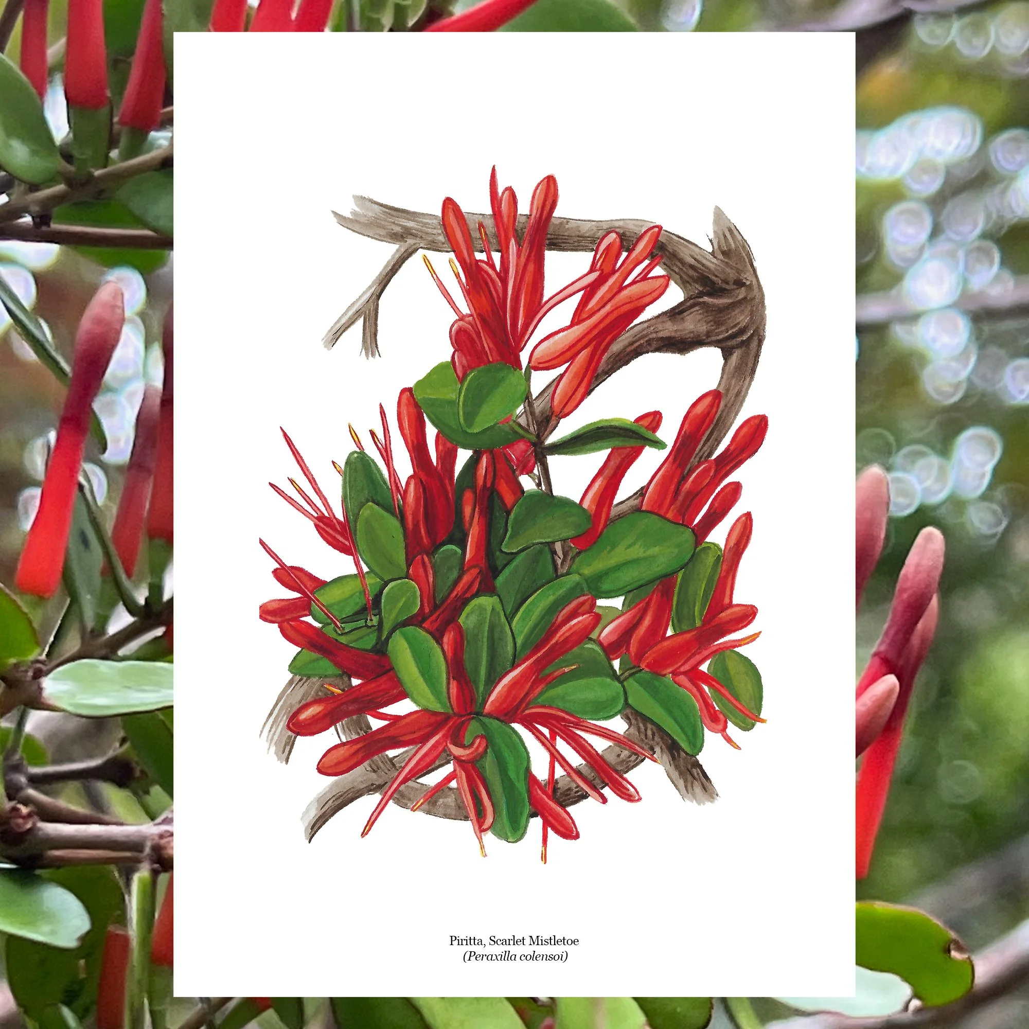 Pirita scarlet mistletoe botanical illustration erin forsyth .jpg