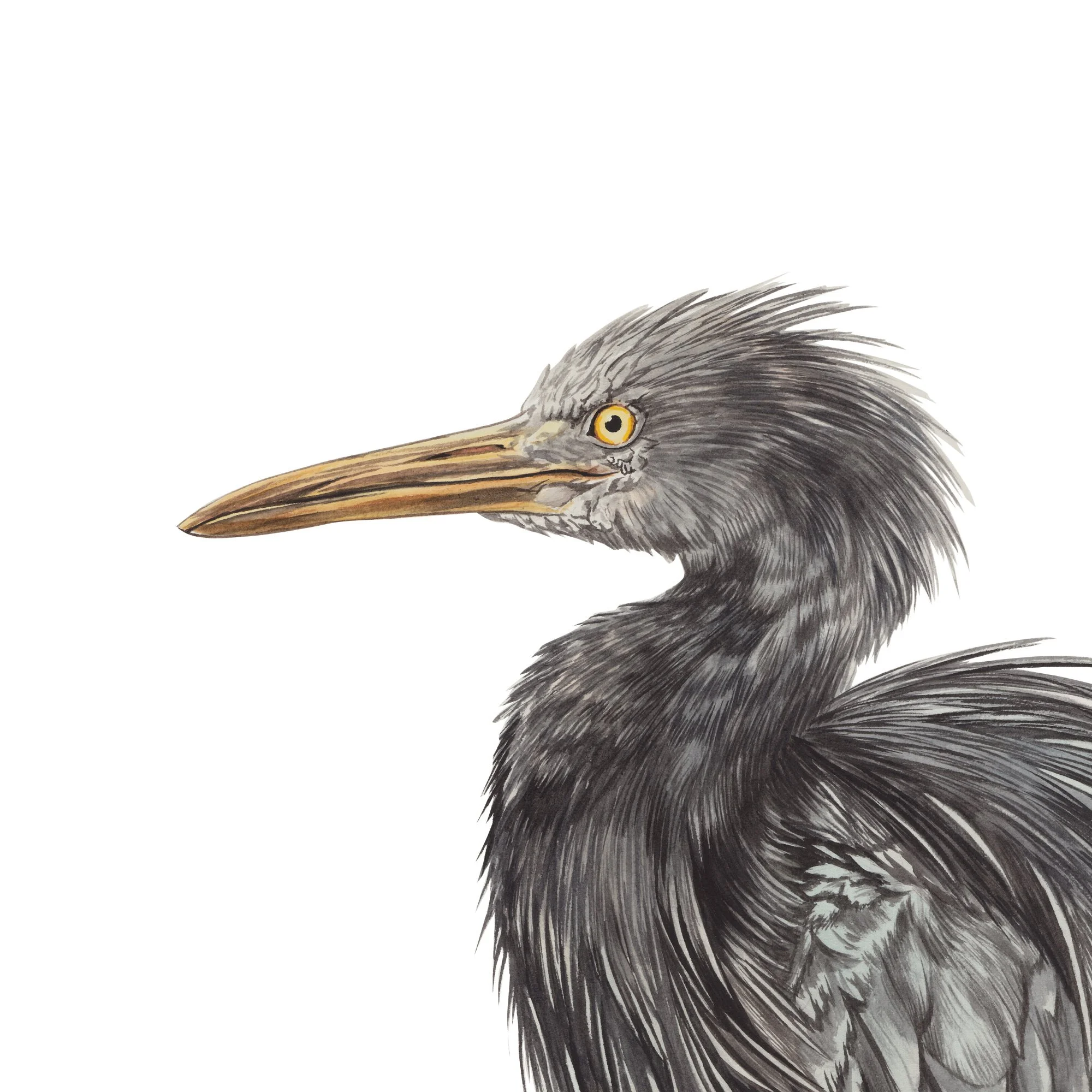 Matuku moana Egretta sacra reef heron detail.jpg