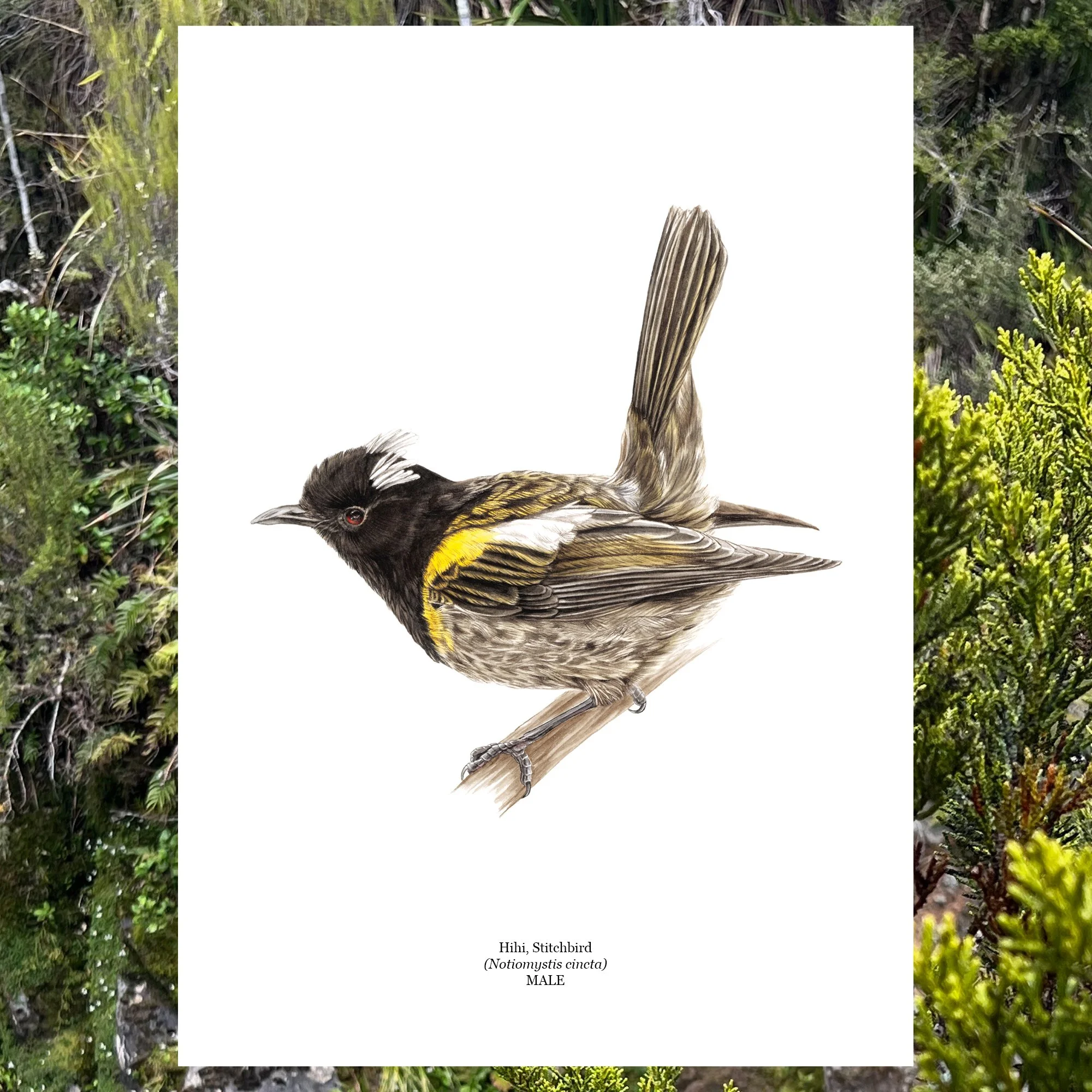 Hihi male bird nz art print.jpg