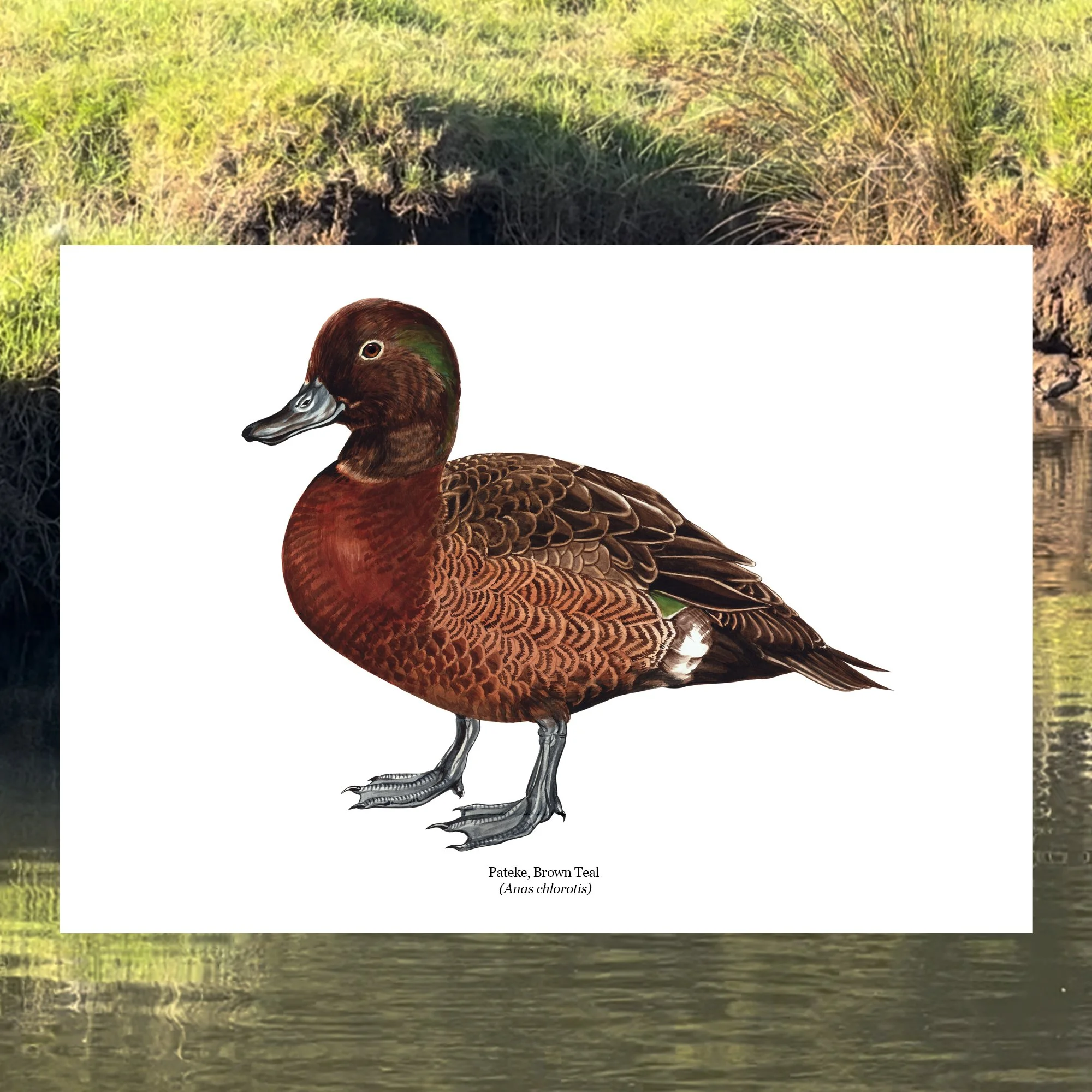 Pateke art print duck native bird .jpg