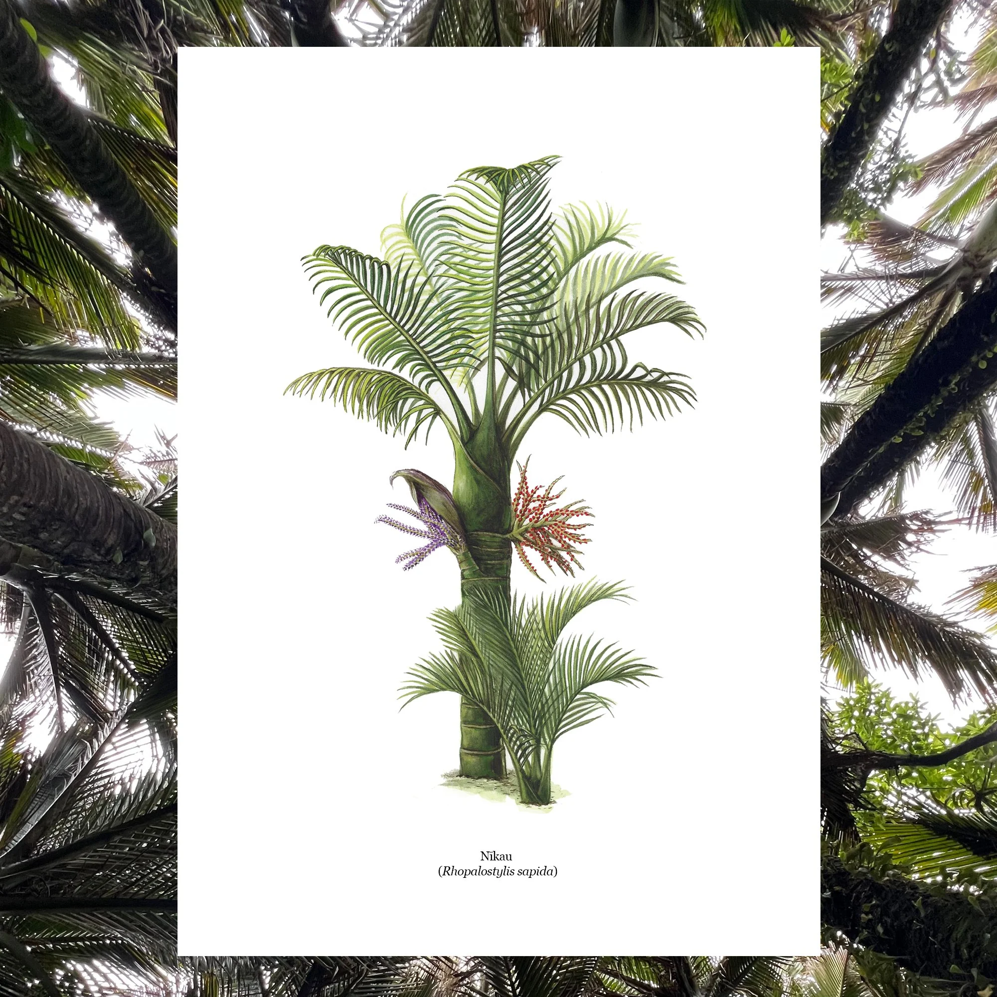 Nikau Erin Forsyth botanical art native plants print nz.jpg