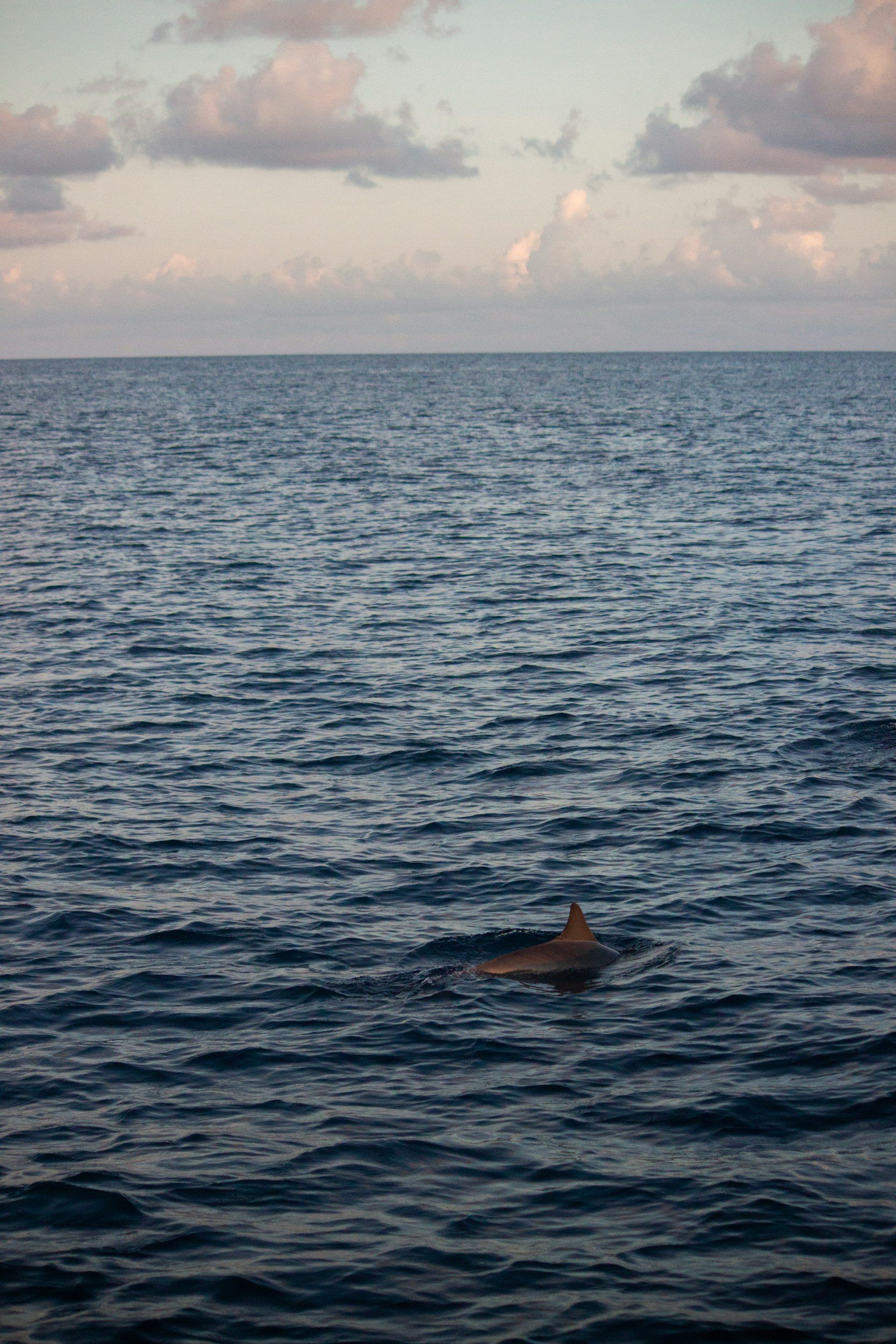 A dolphin swimming in the ocean with a dorsal fin visible above the water, under a partly cloudy sky at sunset.