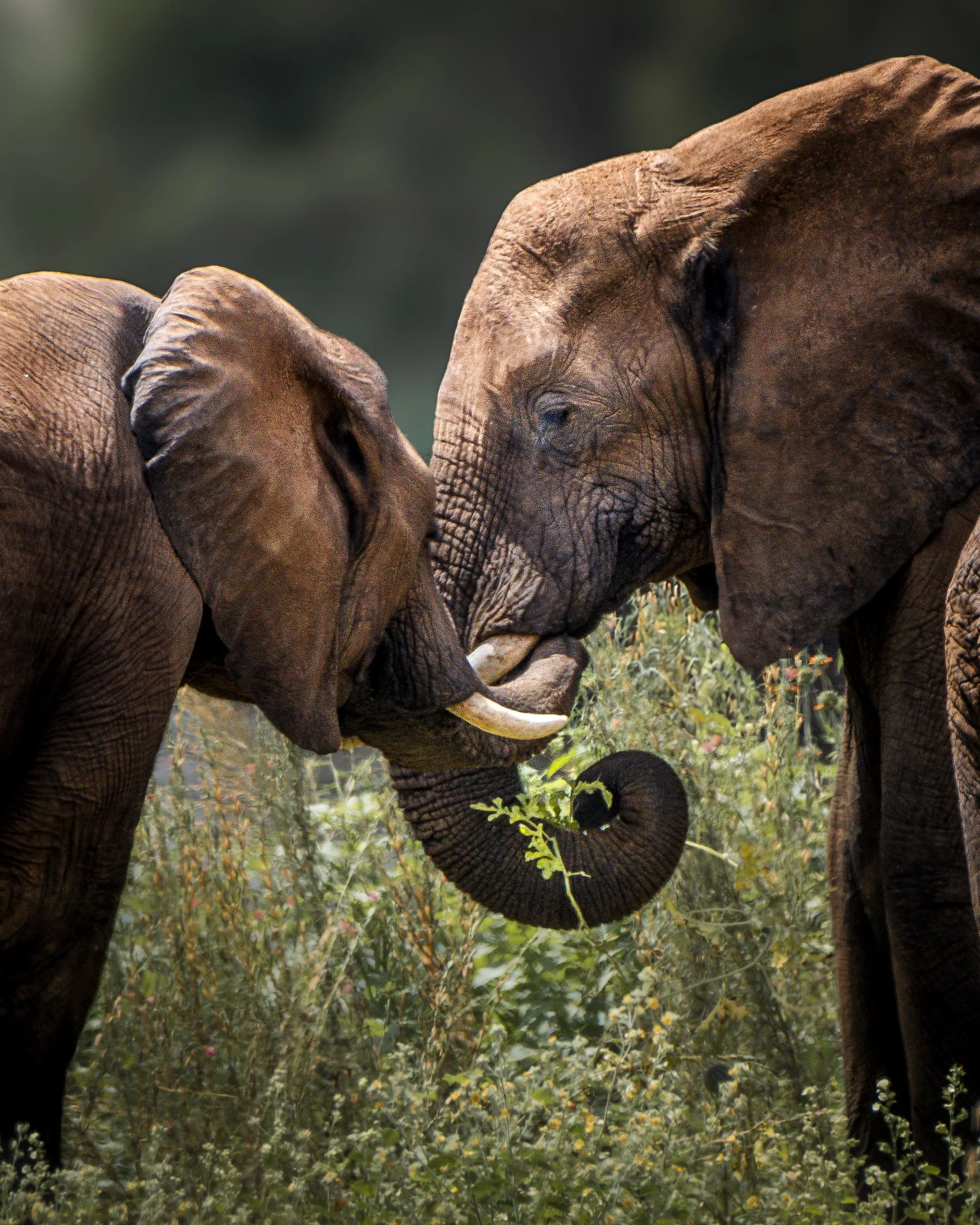Two elephants touching heads and trunks in a natural setting.