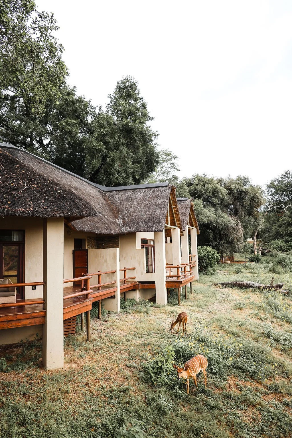 Eco-friendly house with thatched roof and wooden balconies situated in a grassy area with trees and two grazing zebras.