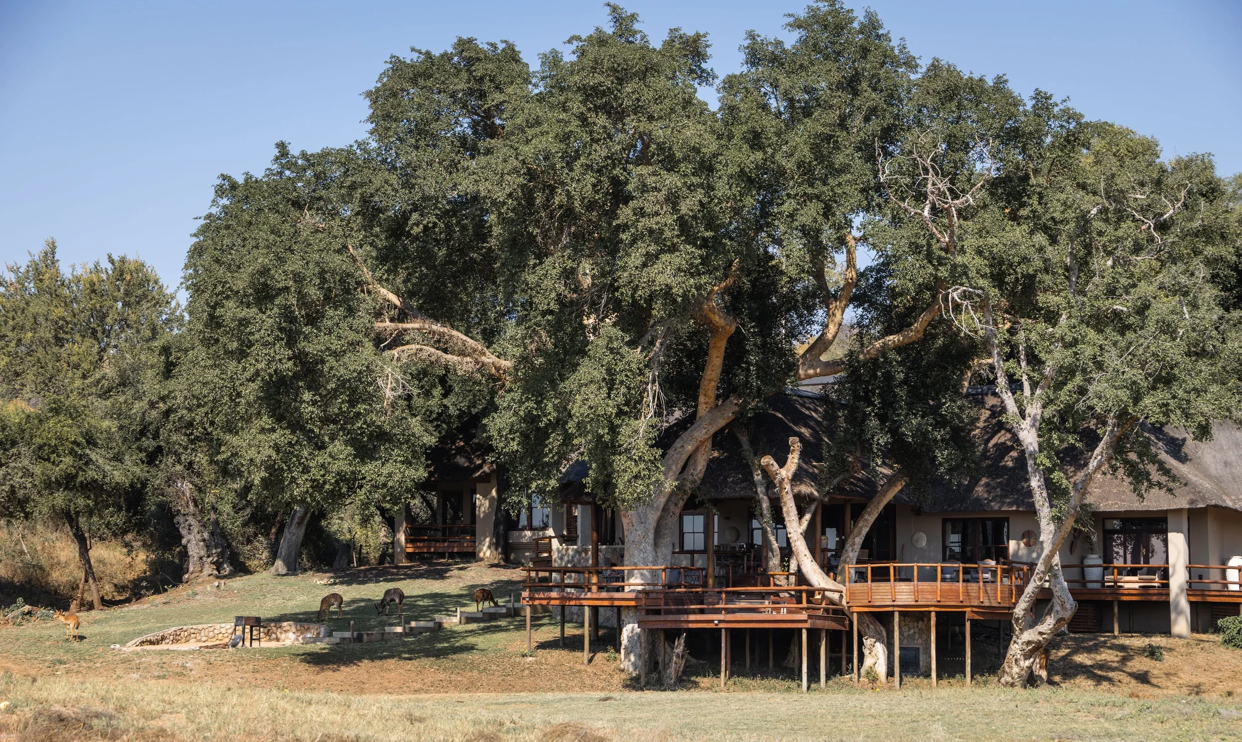 A large tree with a thick trunk and spreading branches in front of a thatched-roof building with a wooden deck, on a grassy landscape with animals grazing.
