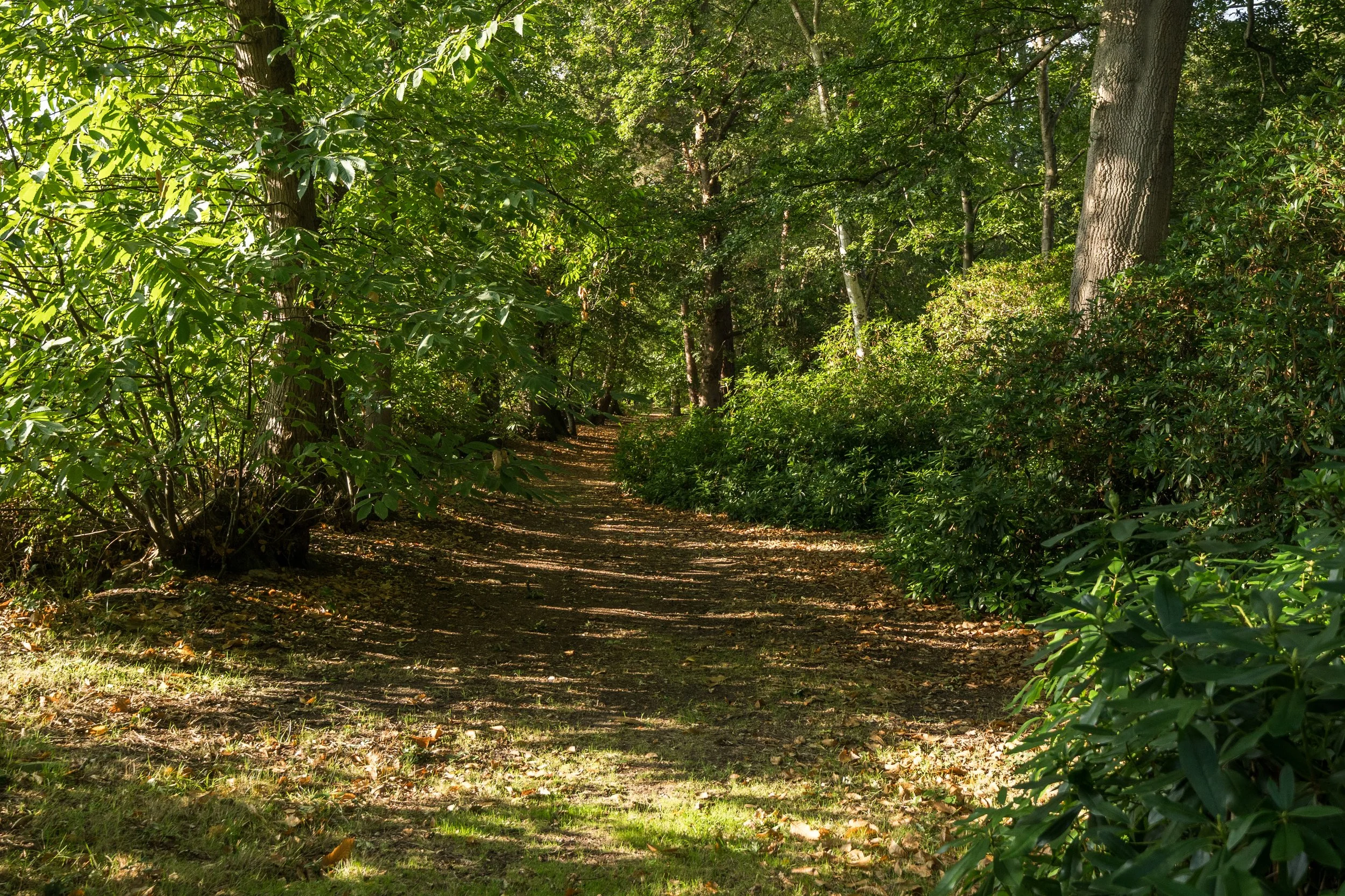 A dirt trail through a dense green forest, with trees and bushes on either side and sunlight filtering through the leaves.
