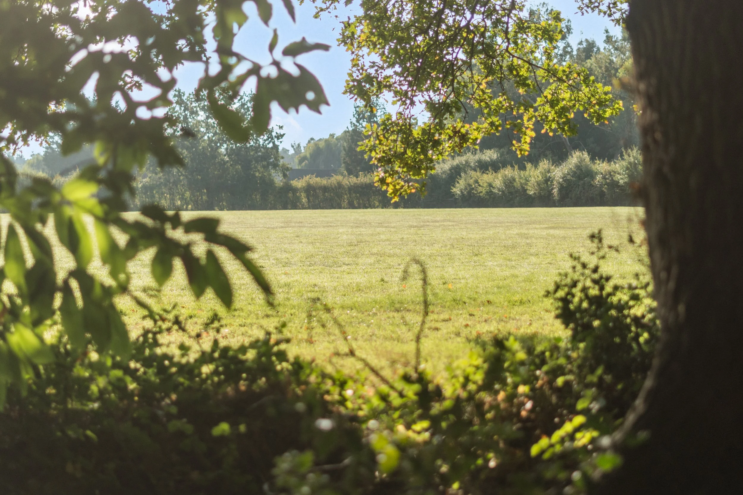A view of a grassy field seen through a frame of tree branches and leaves, with sunlight illuminating the scene.