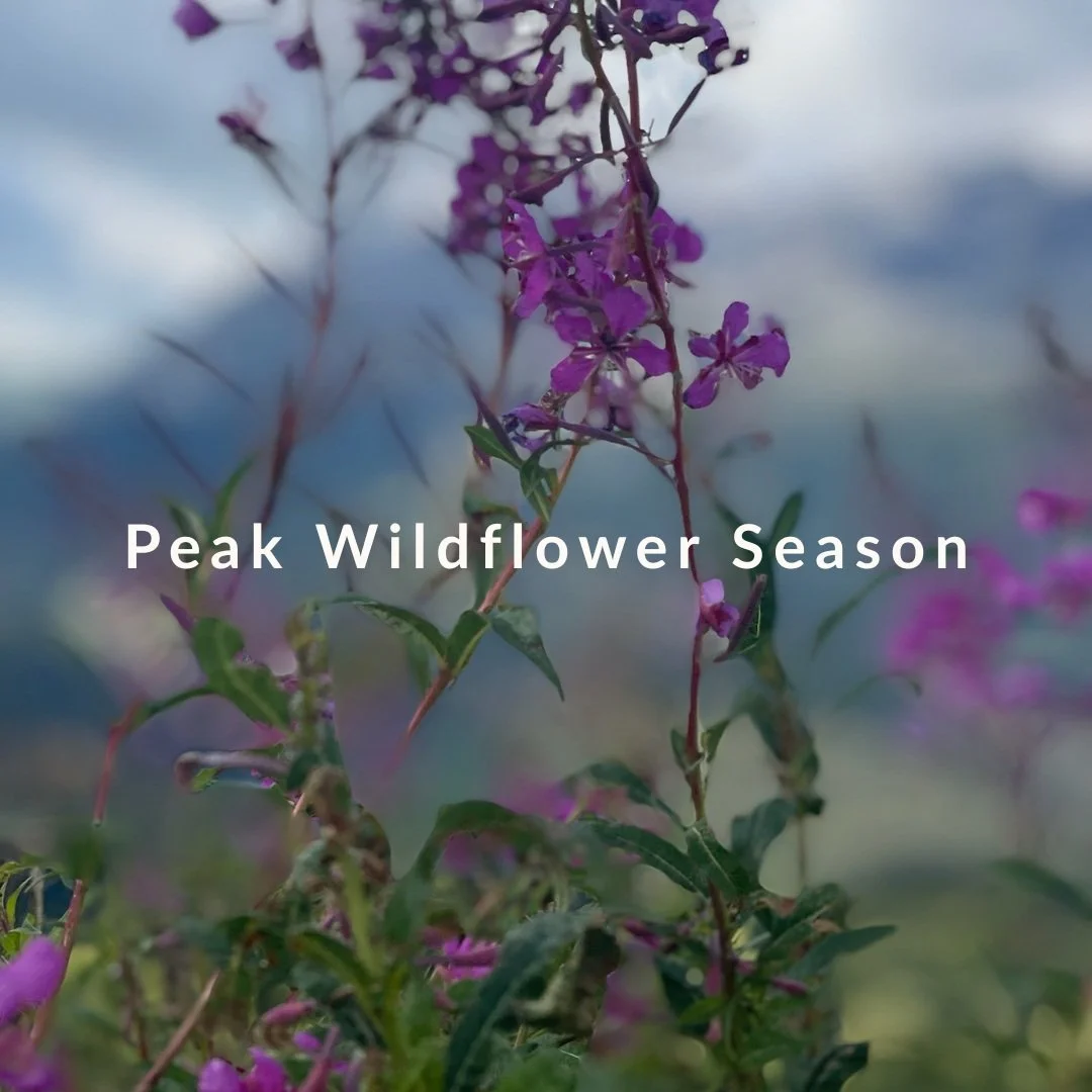 Not every beautiful view in the Dolomites is in the distance. Some are growing quietly beside the trail. The alpine wildflowers are a reminder to stop looking only toward the peaks and notice what is right at your feet.
#Dolomites #AlpineWildflowers 