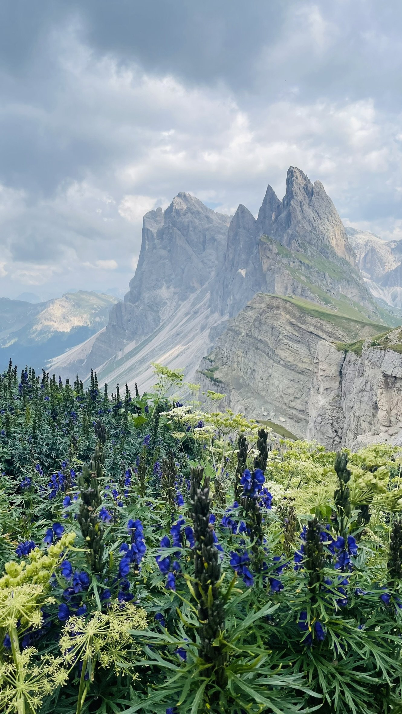 Seceda ridge with wildflowers in August