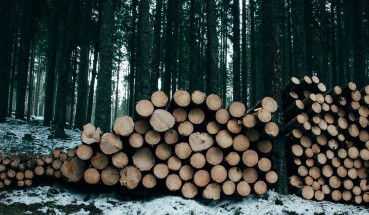 Stacked logs in Scottish forest highlighting £1.5M commercial timber near Barracks rail crossing