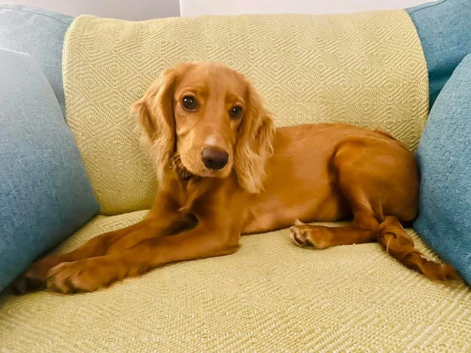 Reflections of a First-Time Puppy Parent | Puppyhood Tips &amp; Lessons