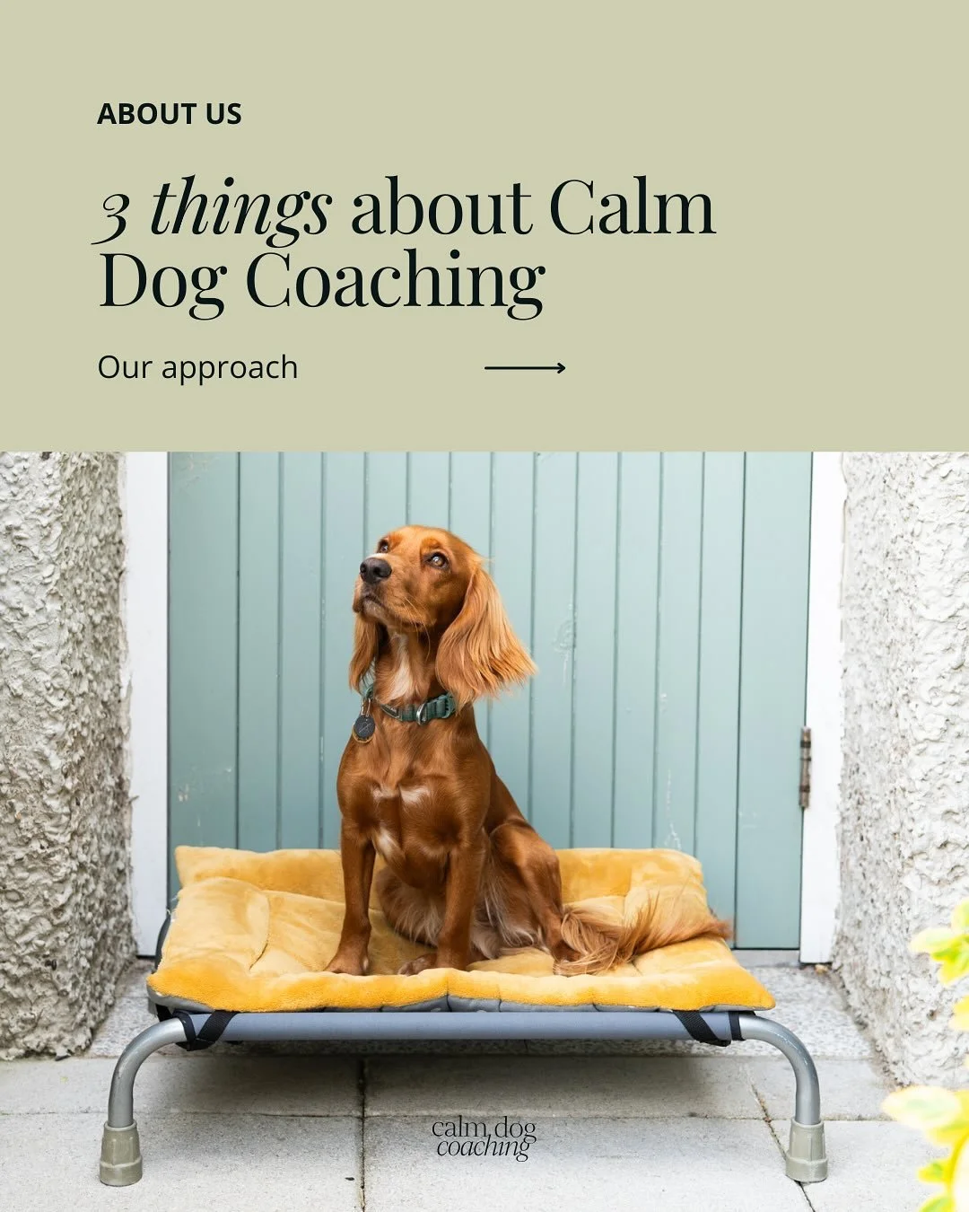 If you&rsquo;d like to get a head start ~ you can sign up to my free cheat sheet designed to bring more ease into your day with your dog. Link in bio.

📸: @jennyjonescommercial
