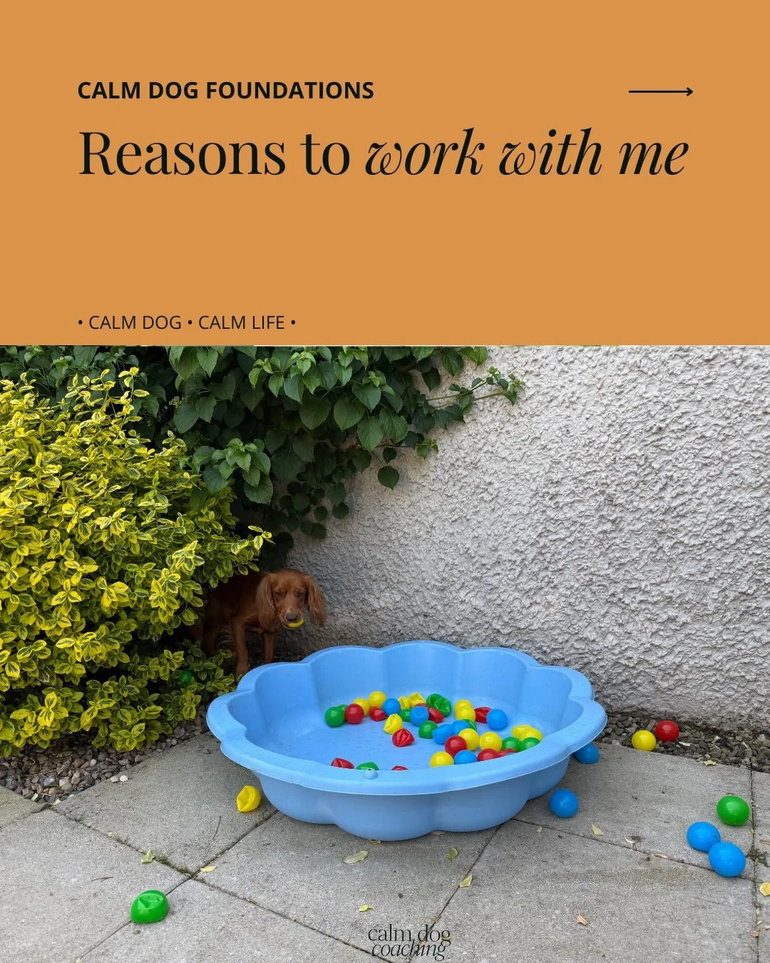 Ready to become your dog&rsquo;s very own Calm Dog Coach? 

Message me for more information or to book your Calm Dog Foundations 1:1 - the start of your journey towards living a more harmonious life together.

#dogtrainers #dogtrainersofinstagram #do