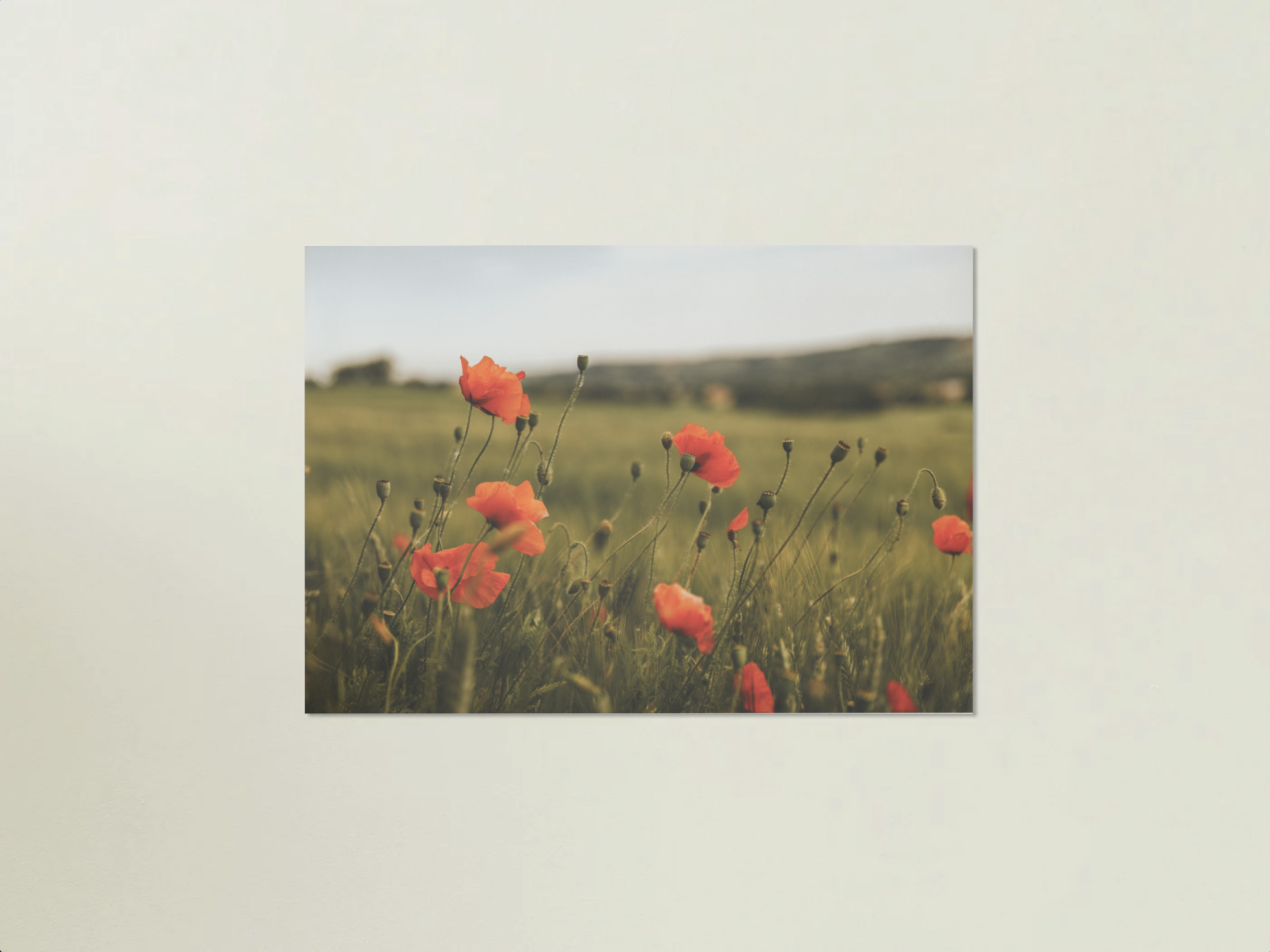Print "Mohn Feld"