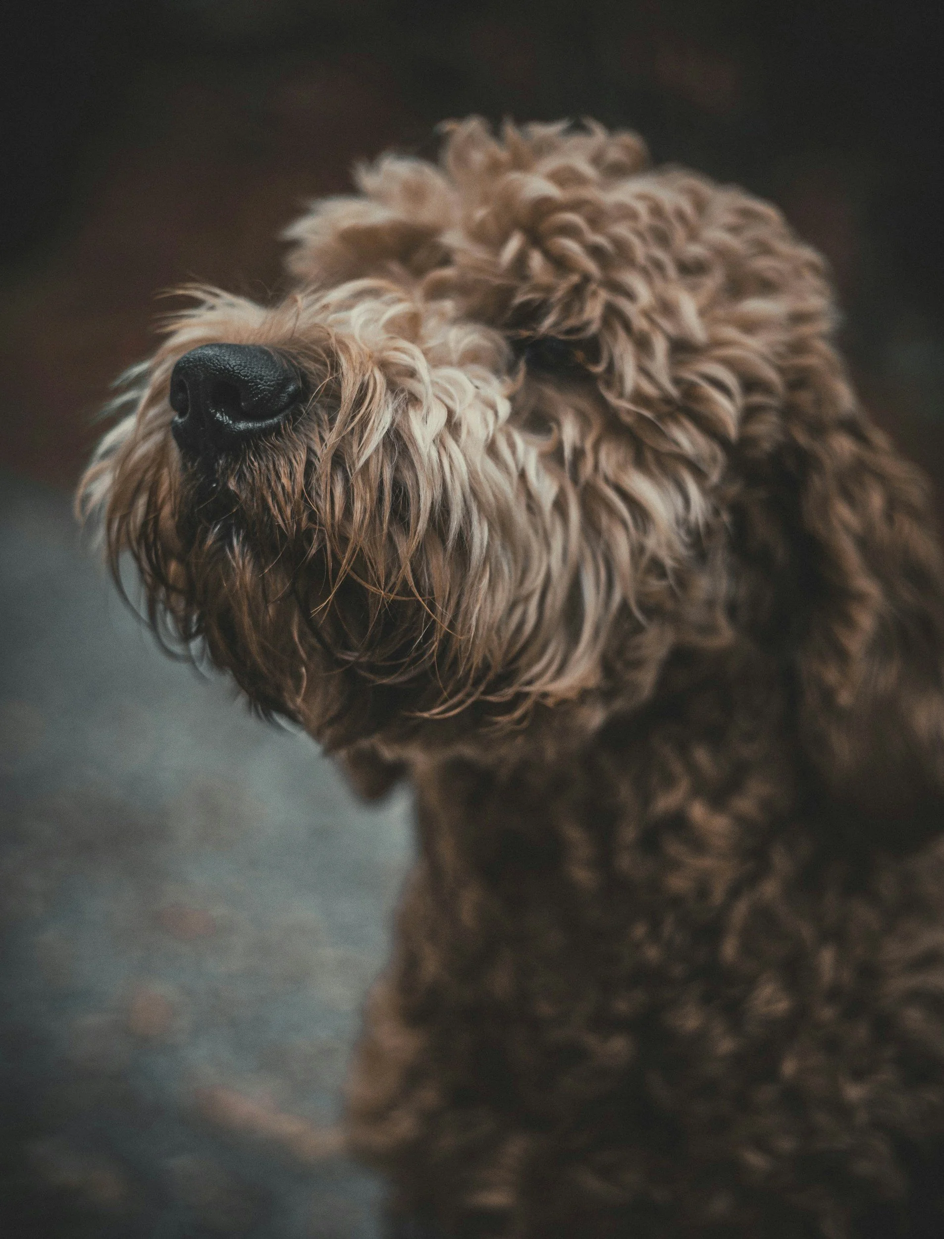 Close-up of a fluffy brown dog with curly fur and a black nose.