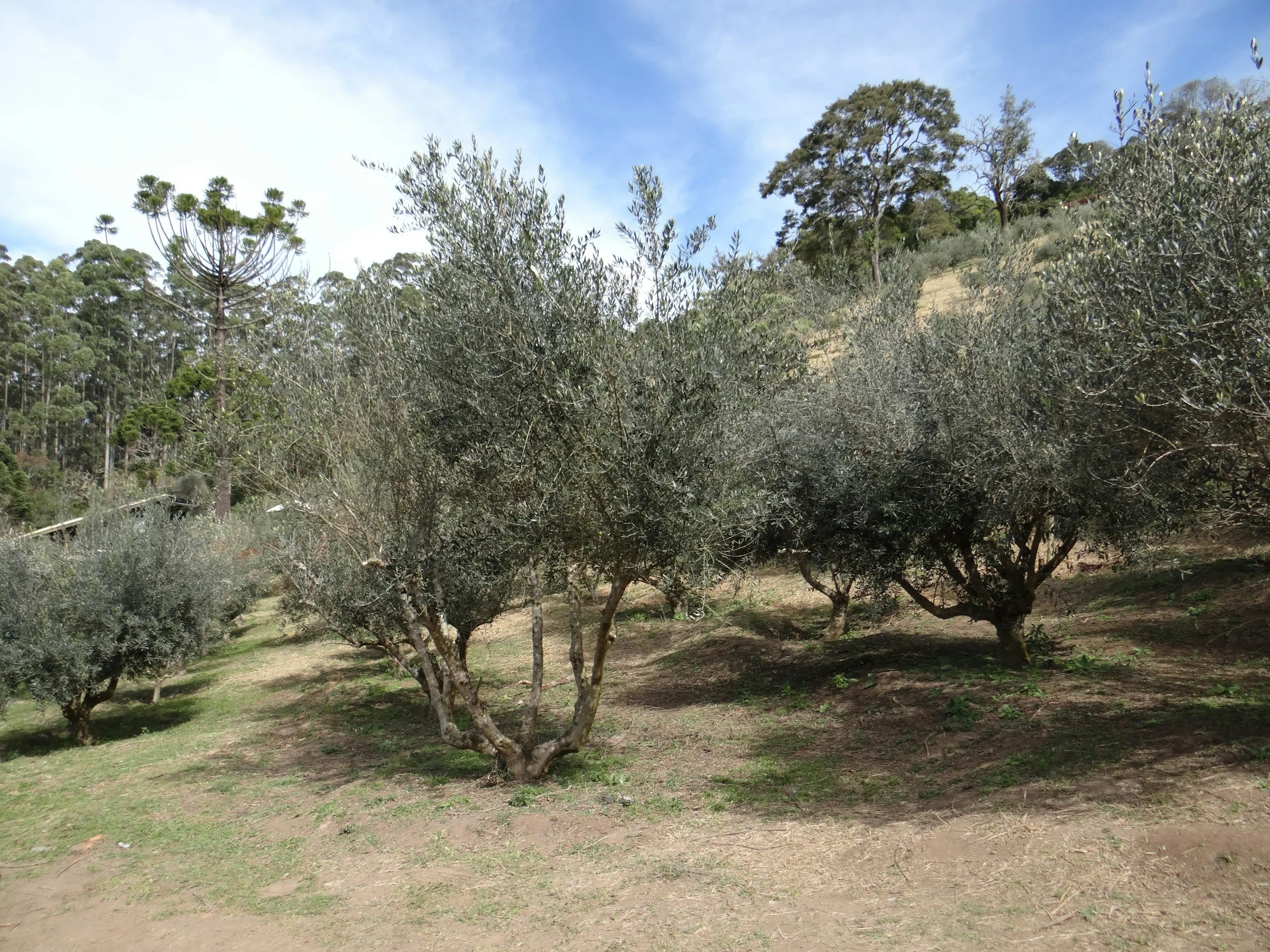 Olive trees on a hillside with a blue sky and some clouds.