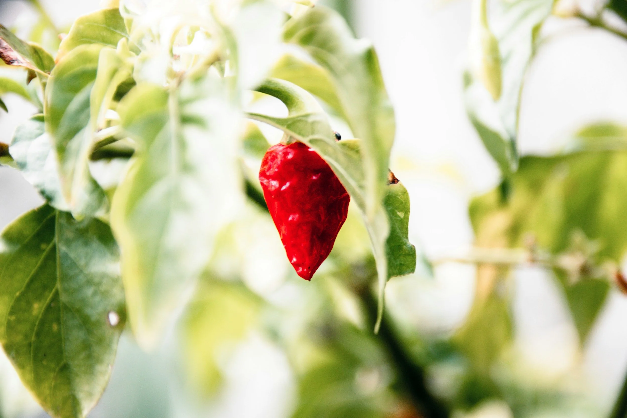 A close-up of a bright red chili pepper hanging from a plant among green leaves.