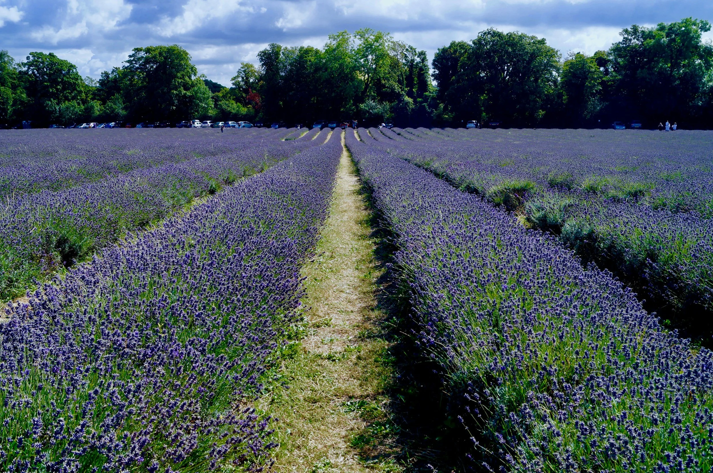 A vast lavender field with rows of purple flowers and a dirt path in the center, lined with green trees under a partly cloudy sky.