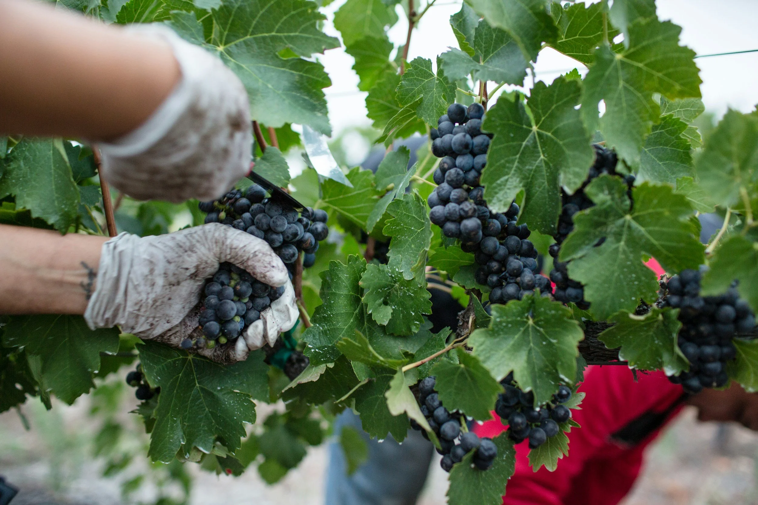 People harvesting bunches of dark purple grapes from a grapevine in a vineyard.