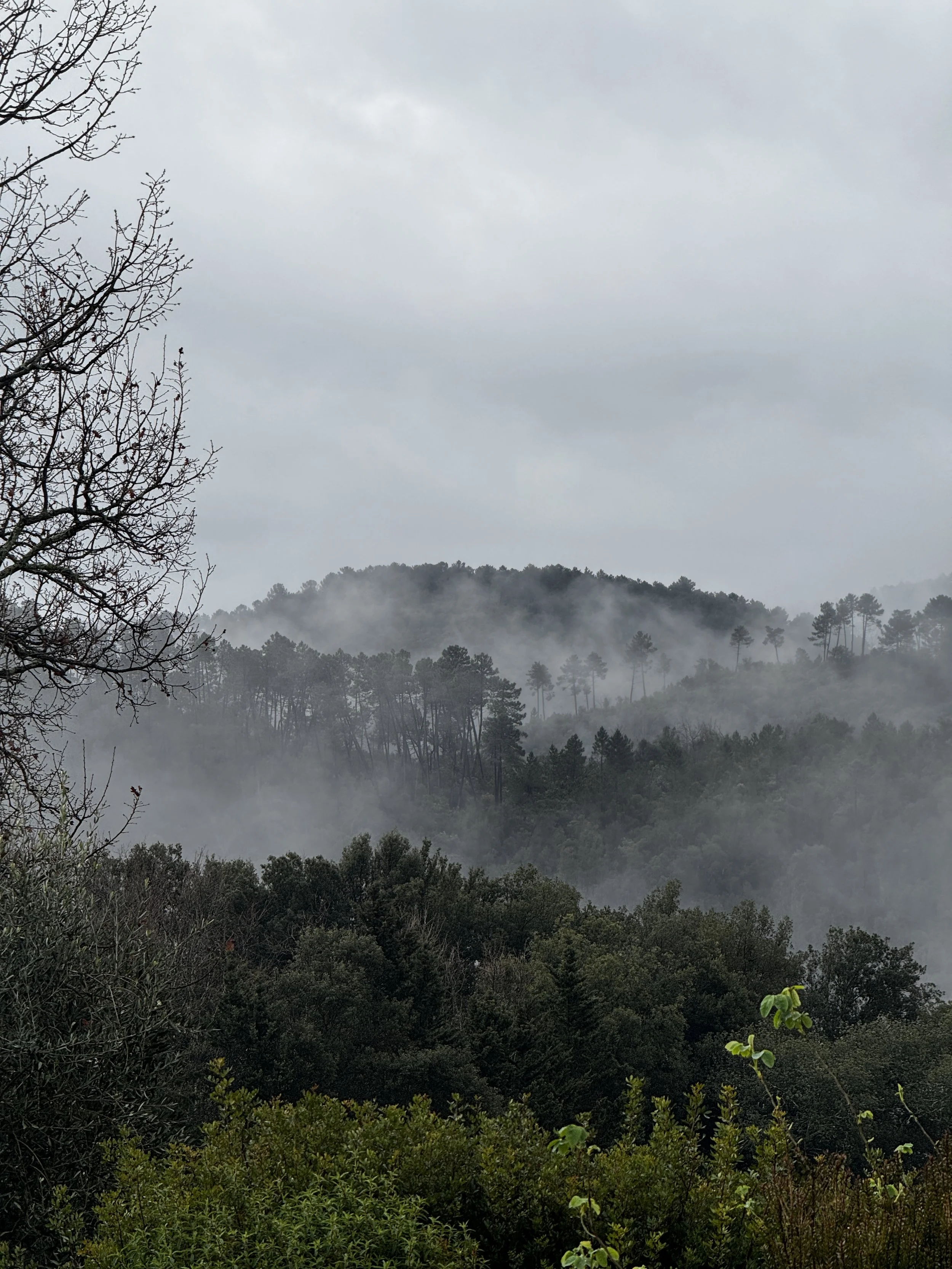 A foggy mountain landscape with trees and shrubs, overcast sky, and mist covering the hills.