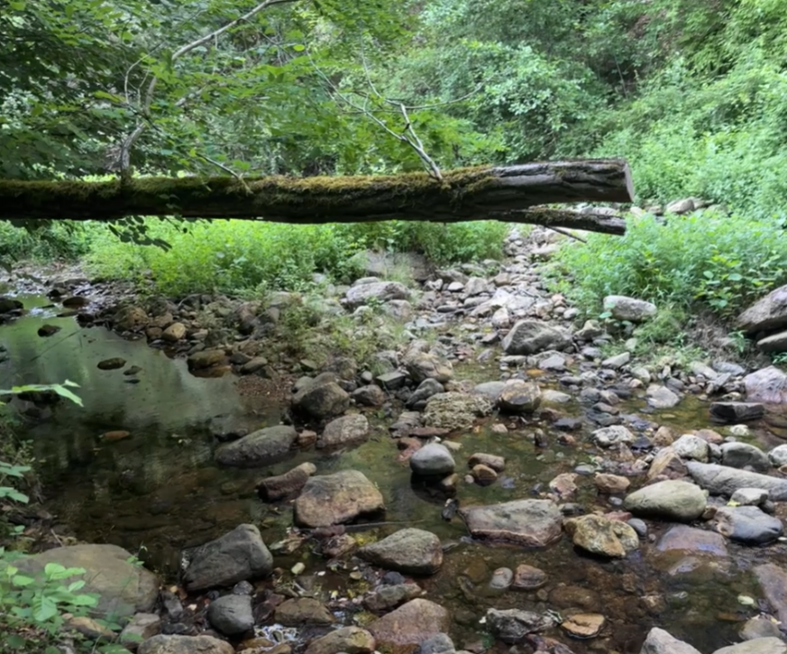 A stream flowing through a lush green forest with a fallen tree crossing over the water.