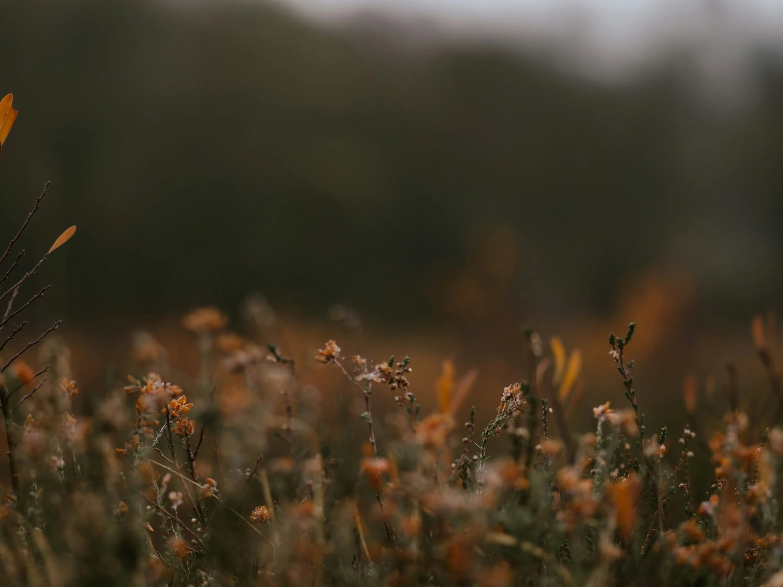 Yin Yoga - durch den Herbst