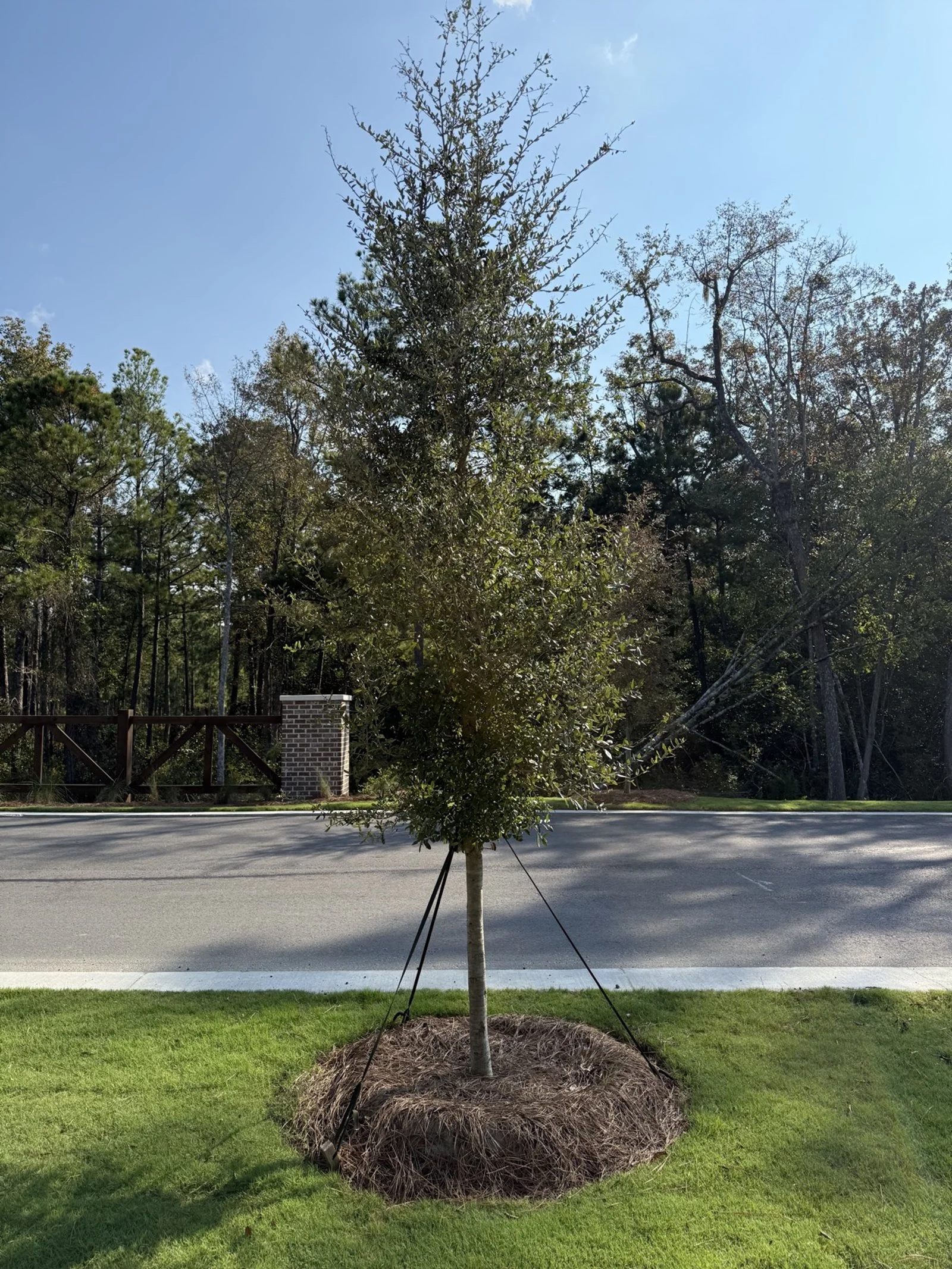 Del Webb Point Hope-IMG_2797.jpg