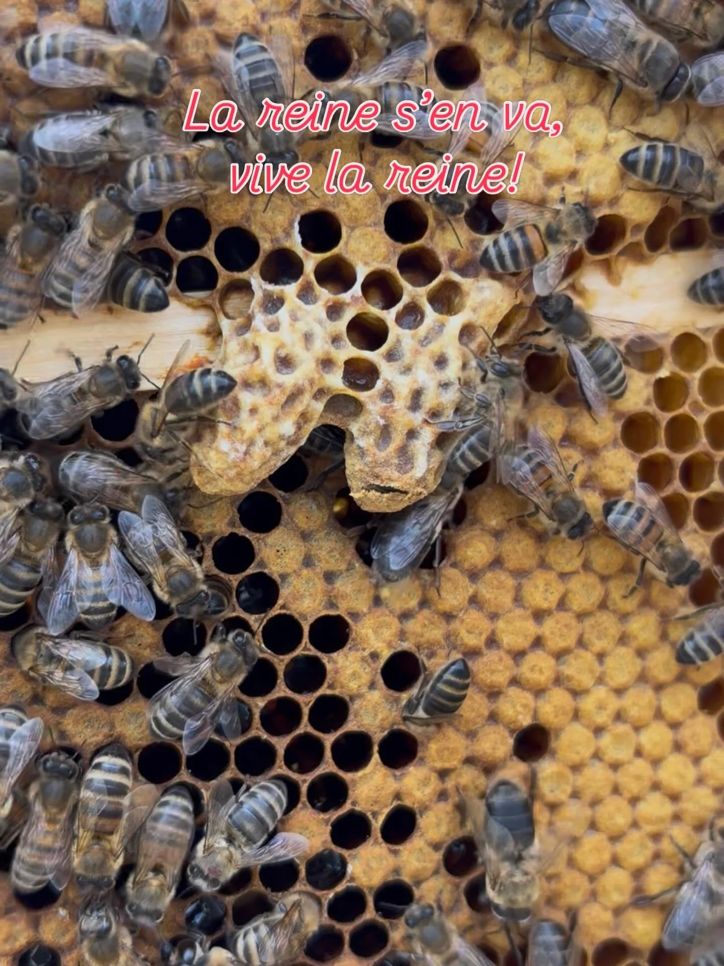 Pleine effervescence pour l&rsquo;accueil d&rsquo;une nouvelle reine dans la colonie MA RSE suite au d&eacute;part de la vielle reine qui a repris le cours de sa vie sauvage&hellip;👋🐝
#abeilles #Biodiversit&eacute; #environement #rse