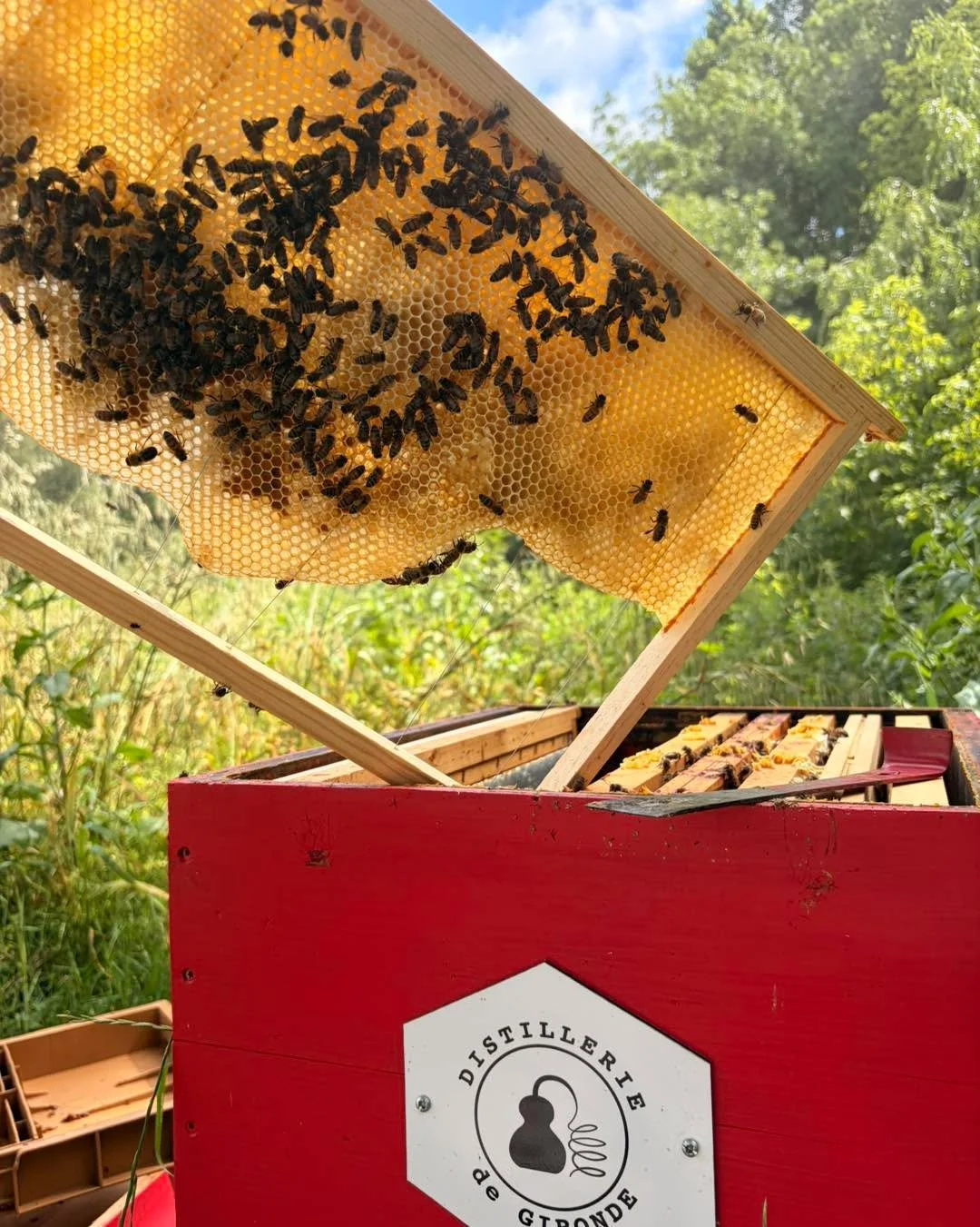 En b&acirc;tissant ce cadre, cette colonie b&acirc;tit son avenir sous le regard bienveillant de madame Drounau et de tous ses collaborateurs.
Les abeilles travaillent et s&rsquo;&eacute;panouissent sur les berges de l&rsquo;Antenne aux c&ocirc;t&eac