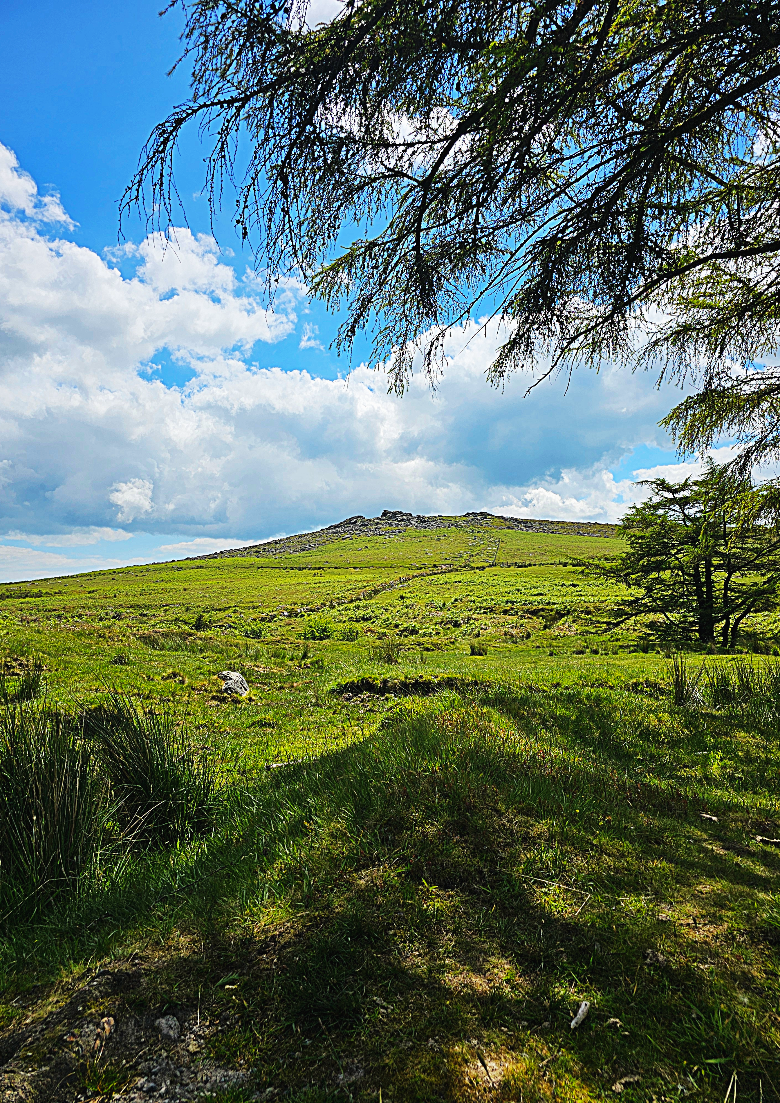 A scenic landscape of a grassy hill with trees and a partly cloudy sky.