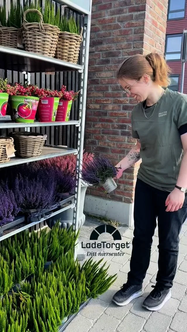 🍂 Trenger du tips til uteplanter? Pia hos @mestergronn_ladetorget viser deg sine favoritter 🪴 Disse tåler å stå ute i høst selv når kulda kommer. Stort utvalg både ute og inne i butikken 🍃