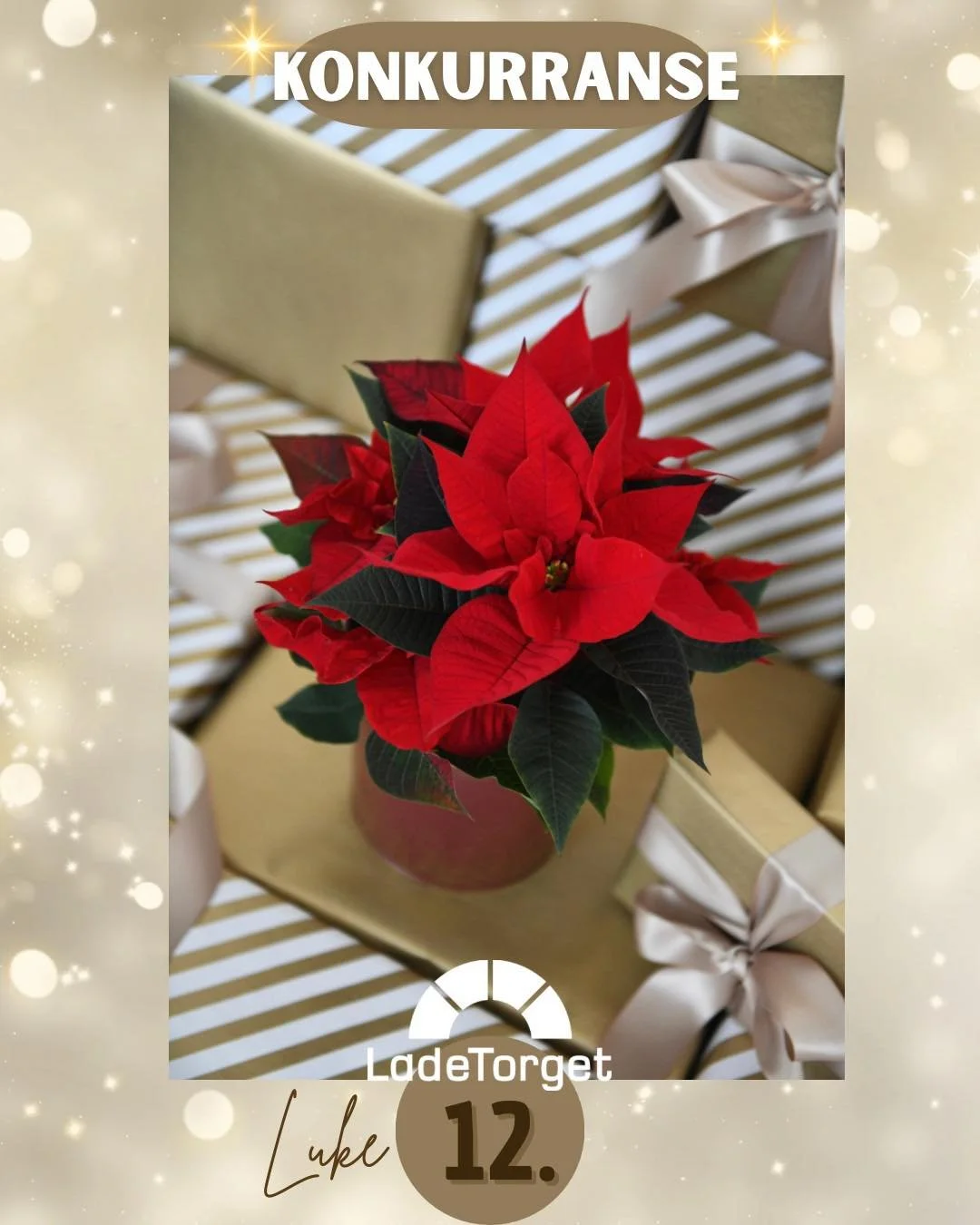 🎄✨ Adventskonkurranse p&aring; Ladetorget! ✨🎄
I dag kan du vinne:

🎁En julestjerne fra Mester Gr&oslash;nn. 

For &aring; delta:
1️⃣ F&oslash;lg Ladetorget p&aring; Instagram/Facebook
2️⃣ Svar p&aring; dagens sp&oslash;rsm&aring;l i kommentarfelte