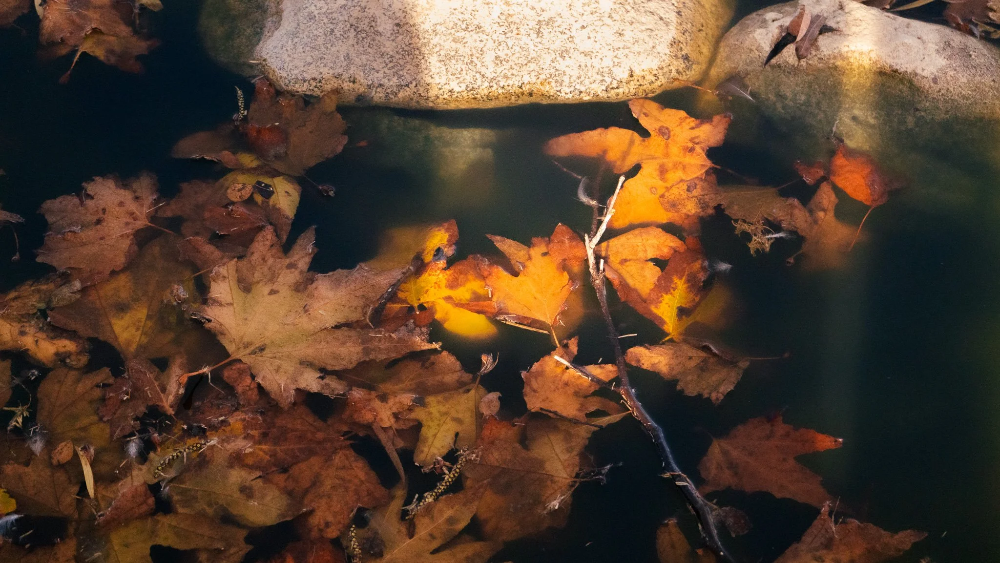 Autumn leaves floating on a dark water current with rocks at the top edge.