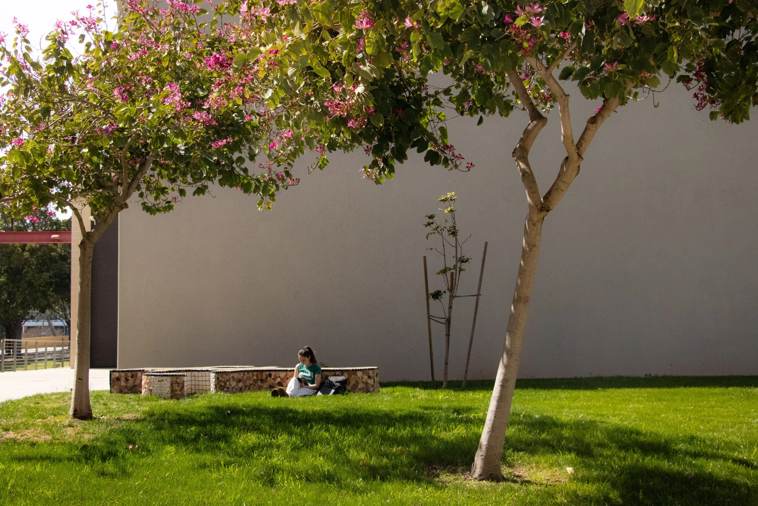 A girl sitting on the grass near two trees with pink blossoms, reading a book, with a modern building wall in the background.