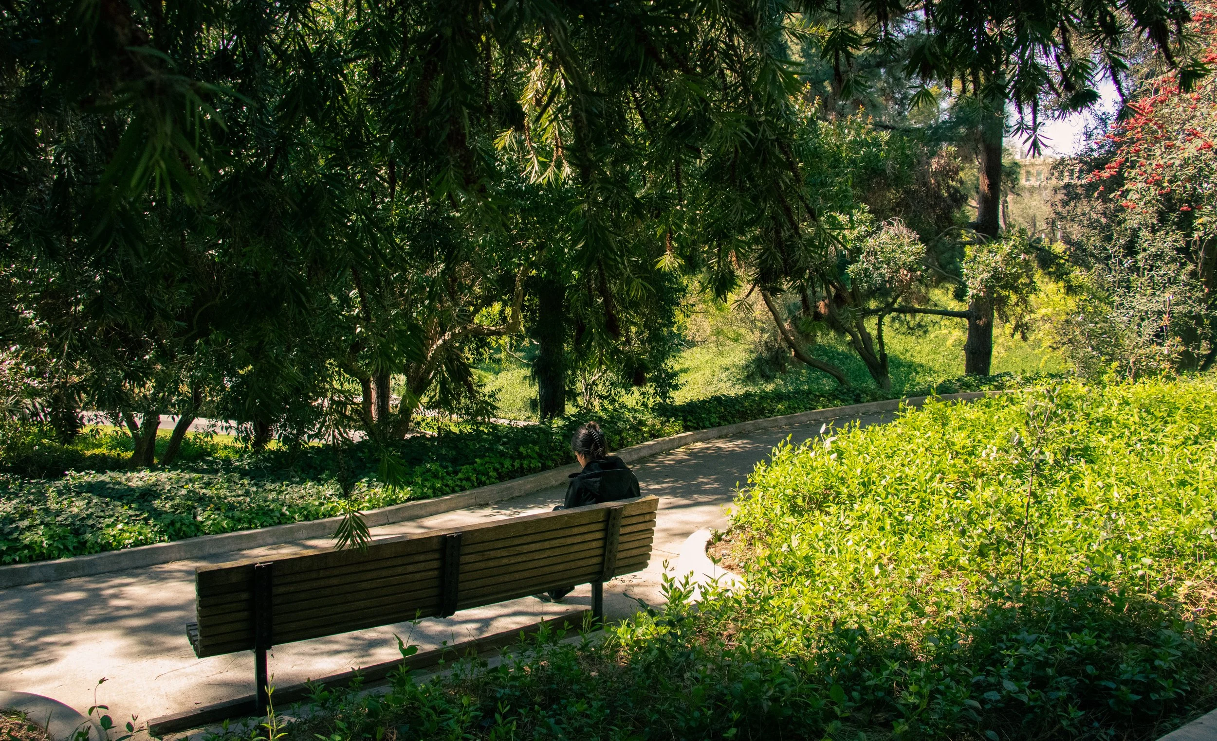 Person sitting on a park bench under leafy trees on a winding pathway surrounded by lush greenery.