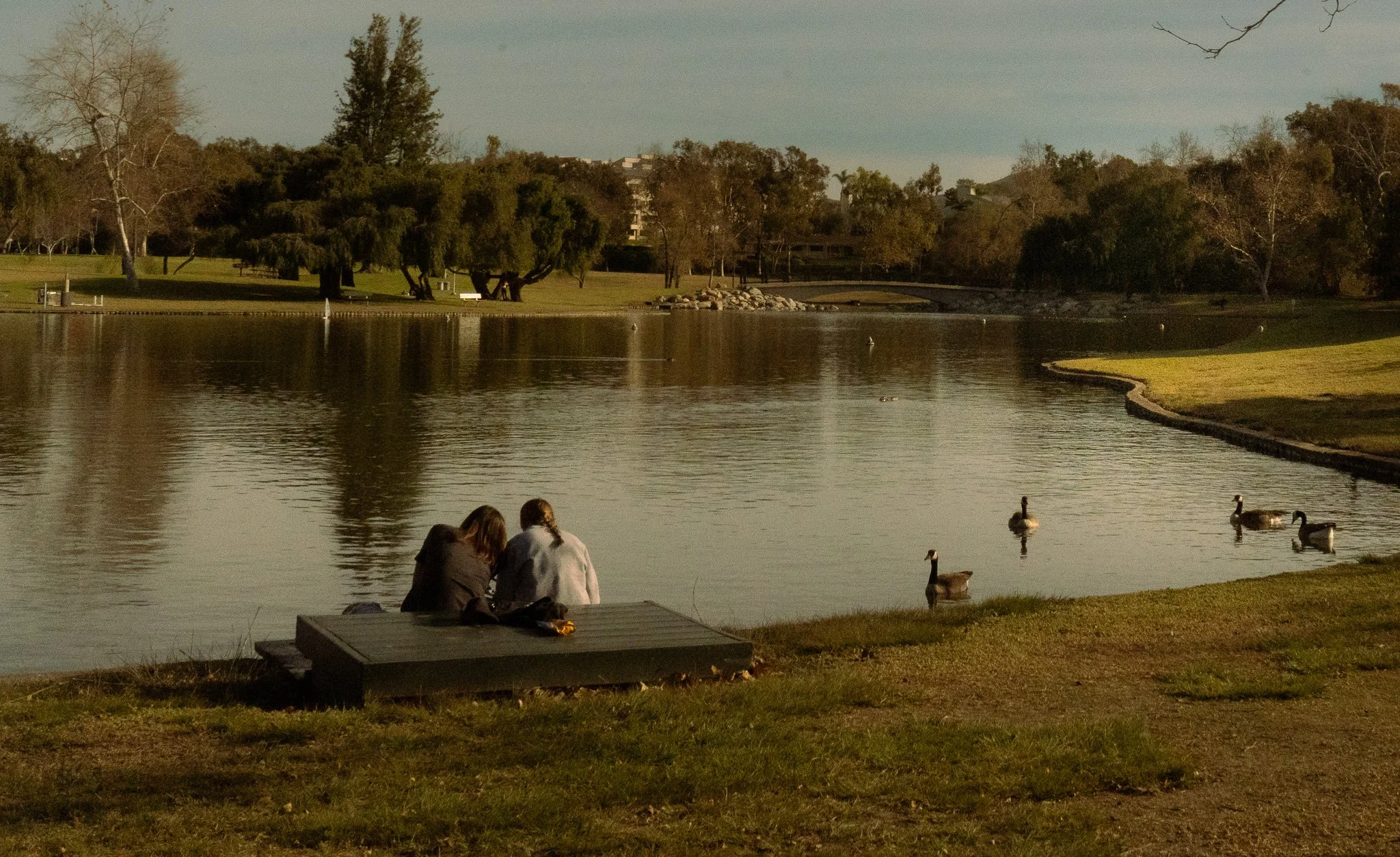Two people sitting on a bench by a lake in a park, with ducks swimming nearby, trees in the background, and a clear sky.