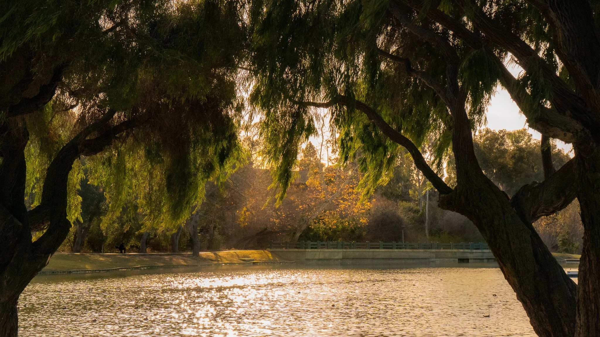 Sunset over a lake with trees on both sides, leaves in shades of green and yellow, and ducks swimming on the water.