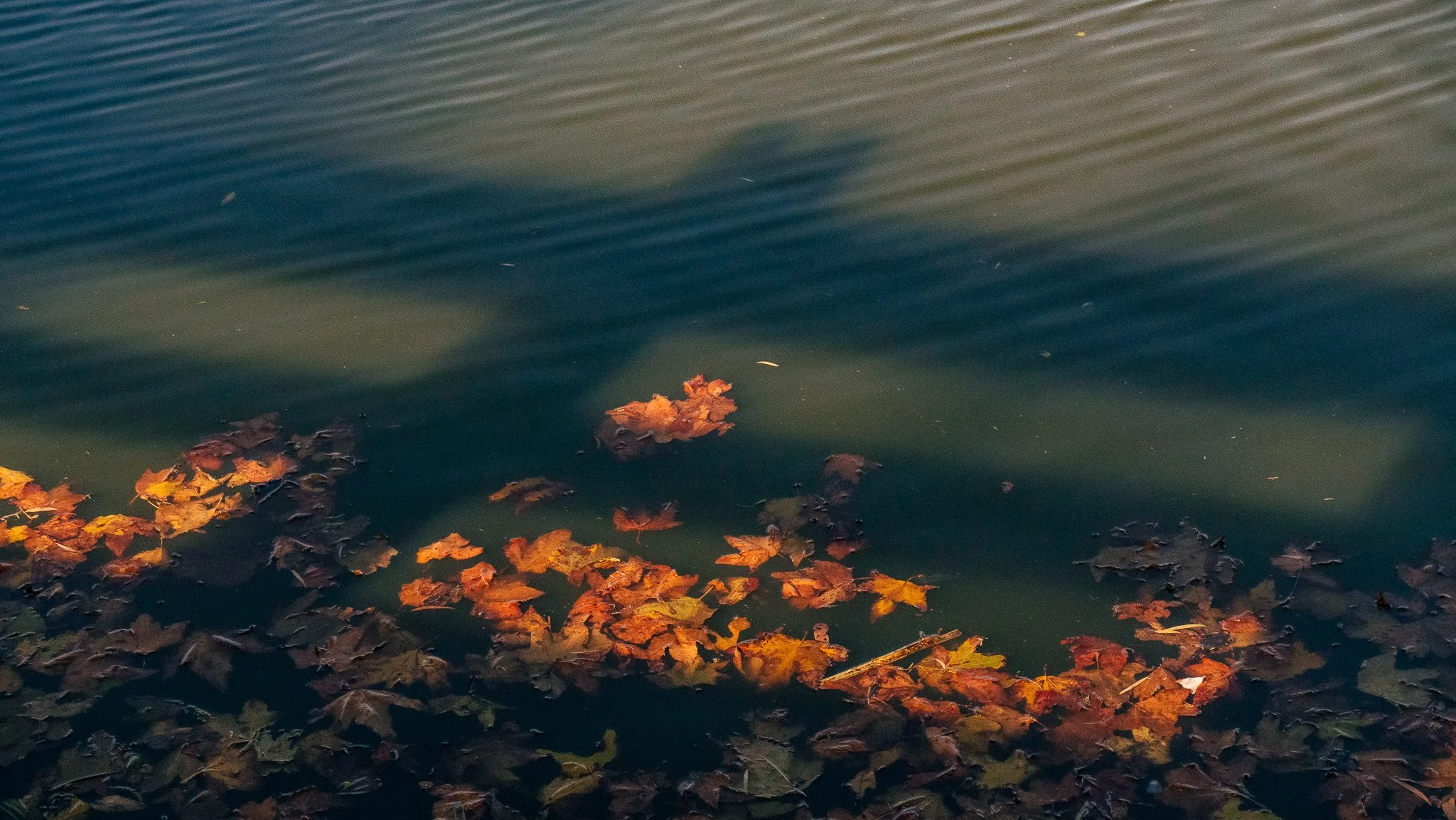 Autumn leaves floating on the surface of a body of water.