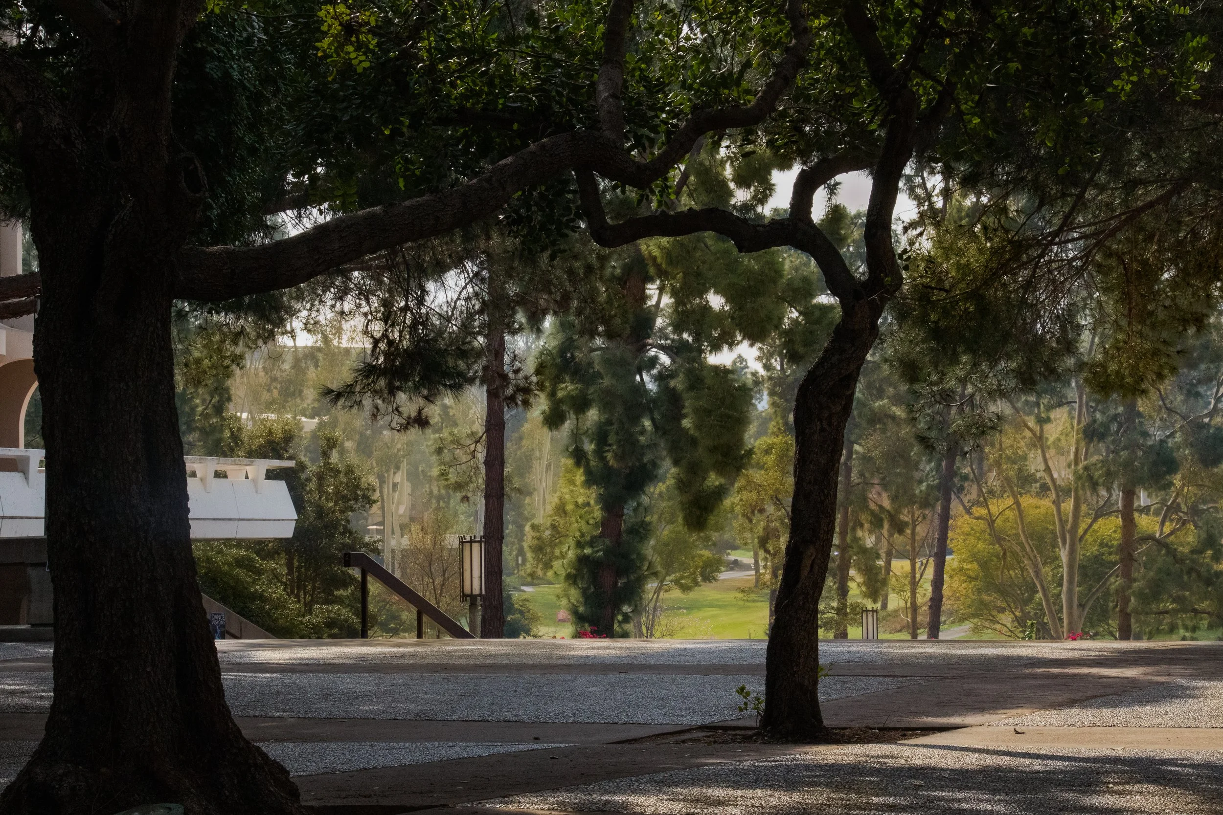 A quiet park scene with large trees, a pathway, and distant greenery with soft sunlight filtering through the trees.