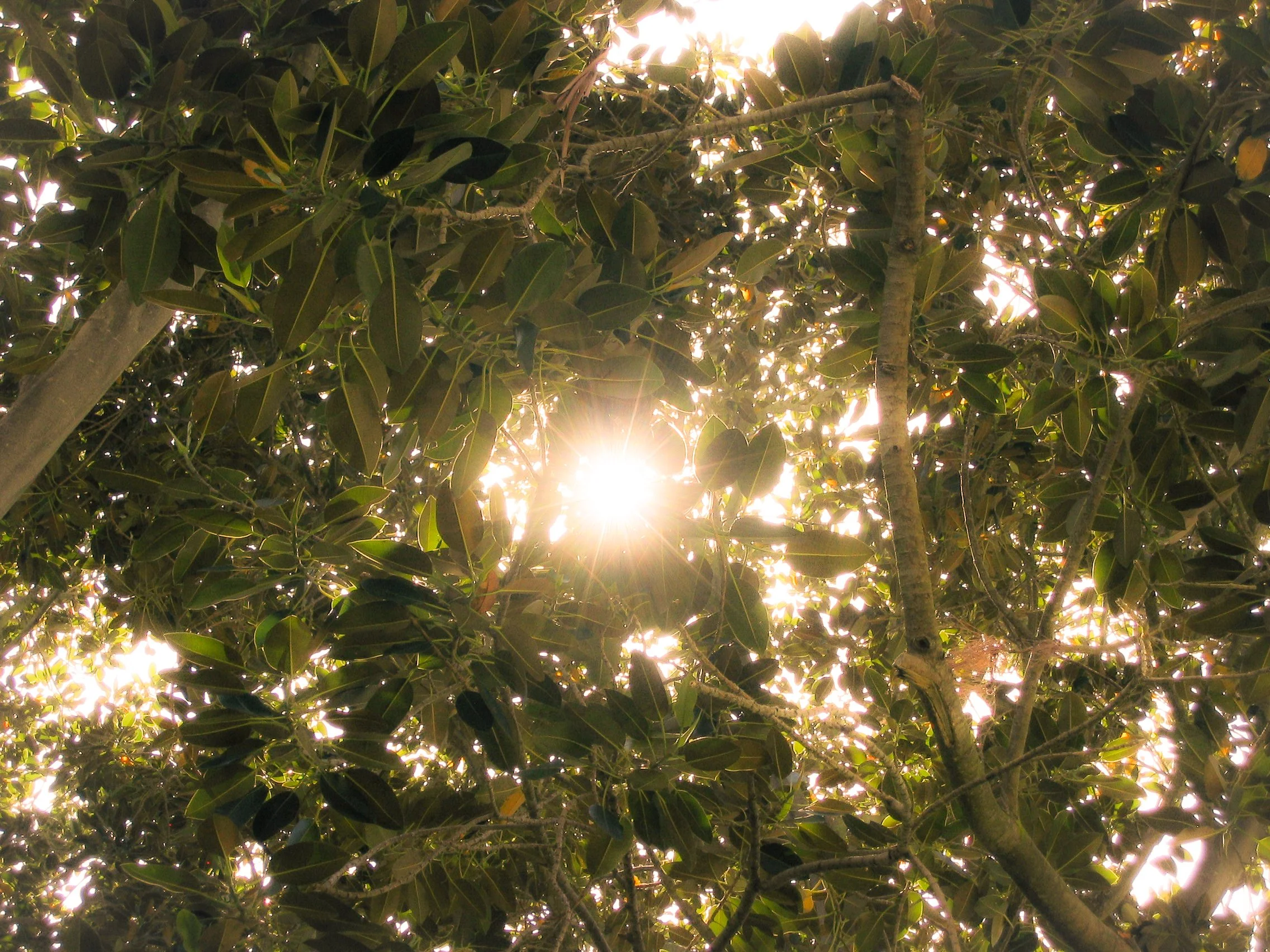 Sunlight shining through dense green tree leaves.