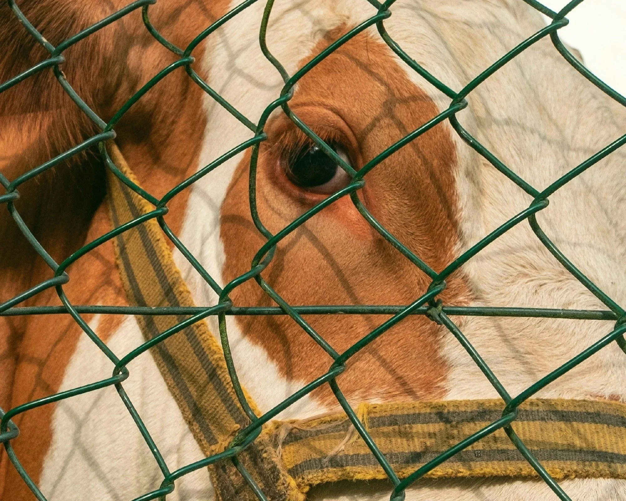 Fallbesprechung: Abmahnung gegen Tierschutz-Berichterstattung