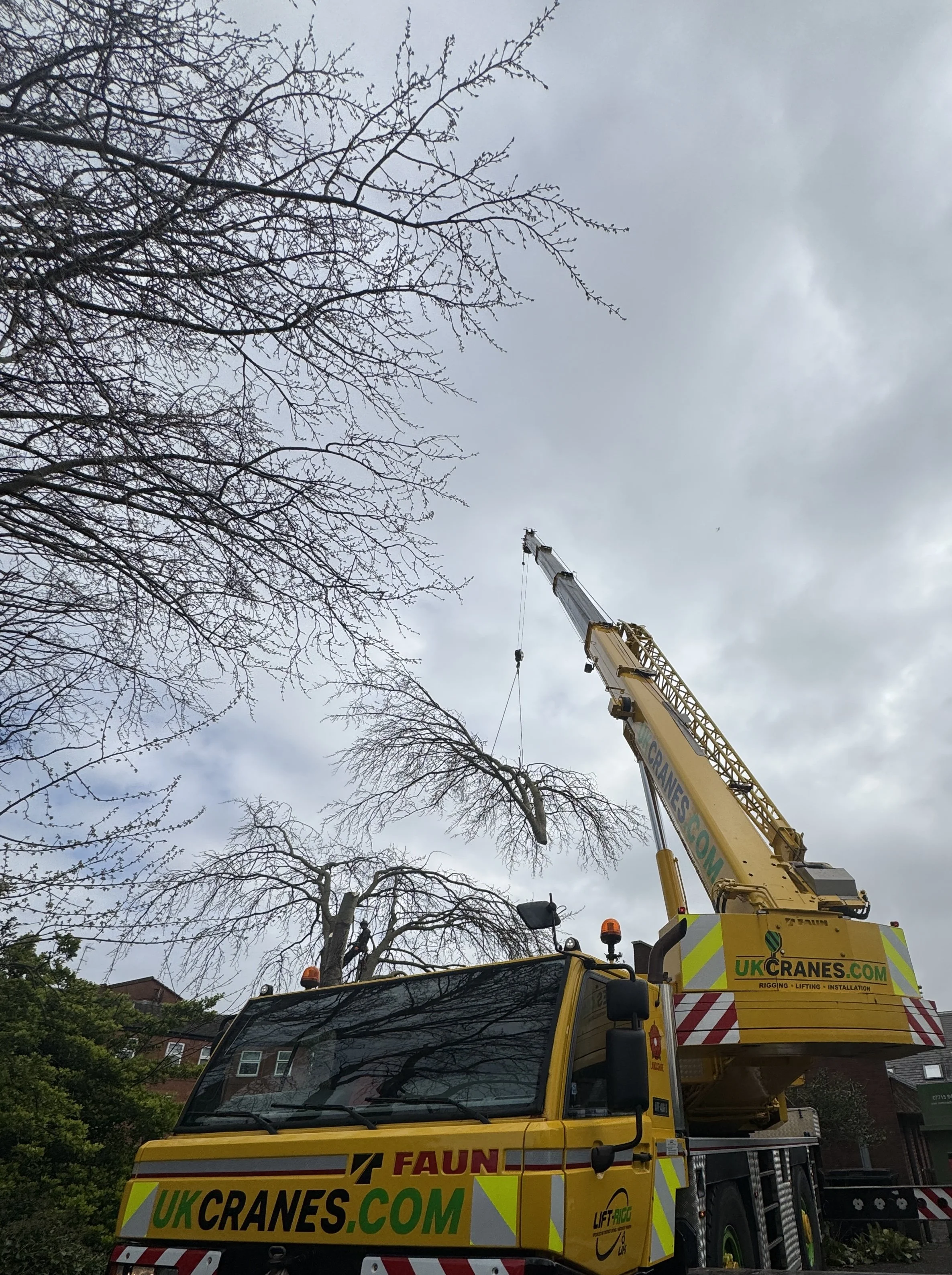 Tree surgeon near me