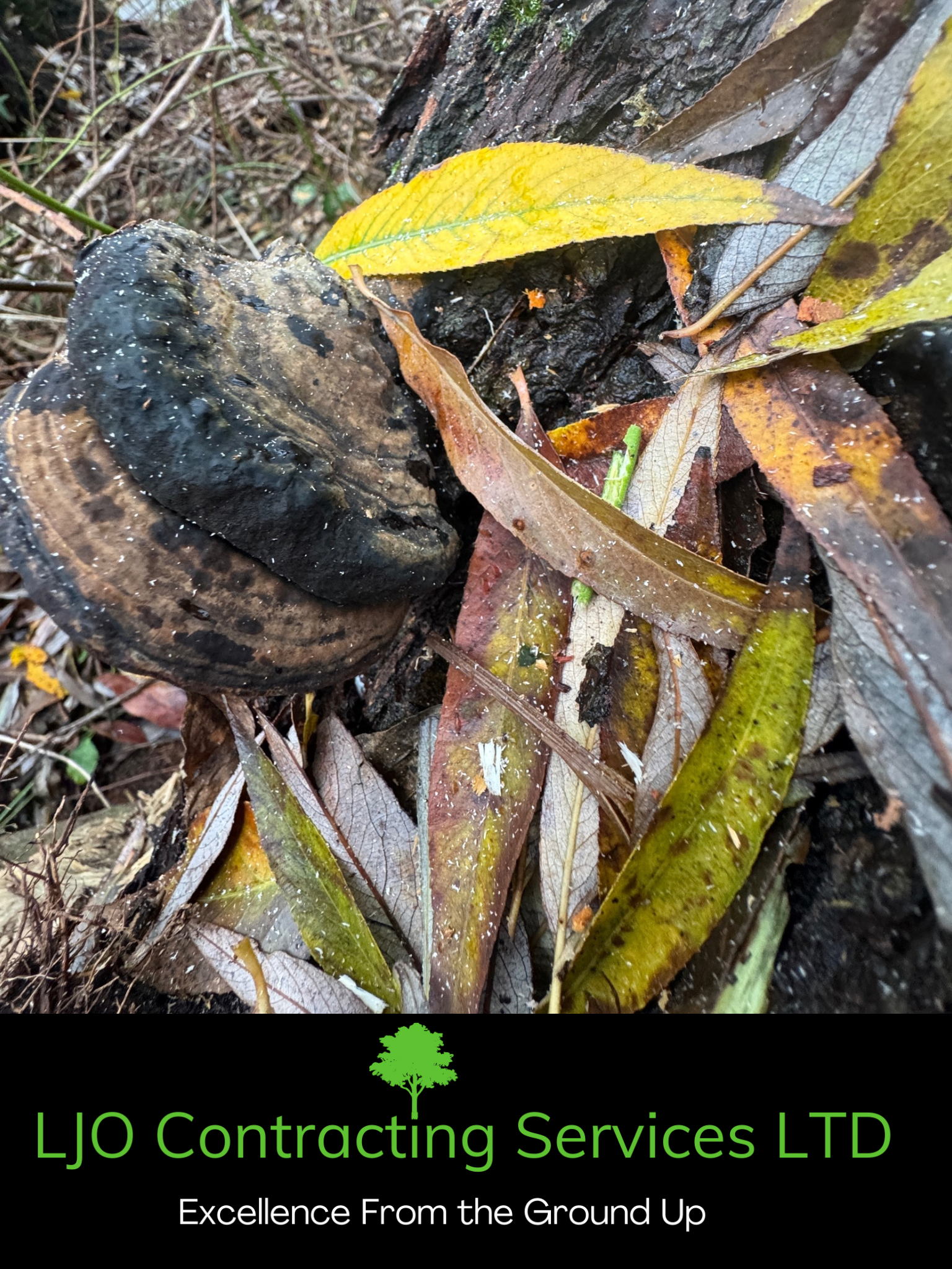 Tree surveys and inspections North West