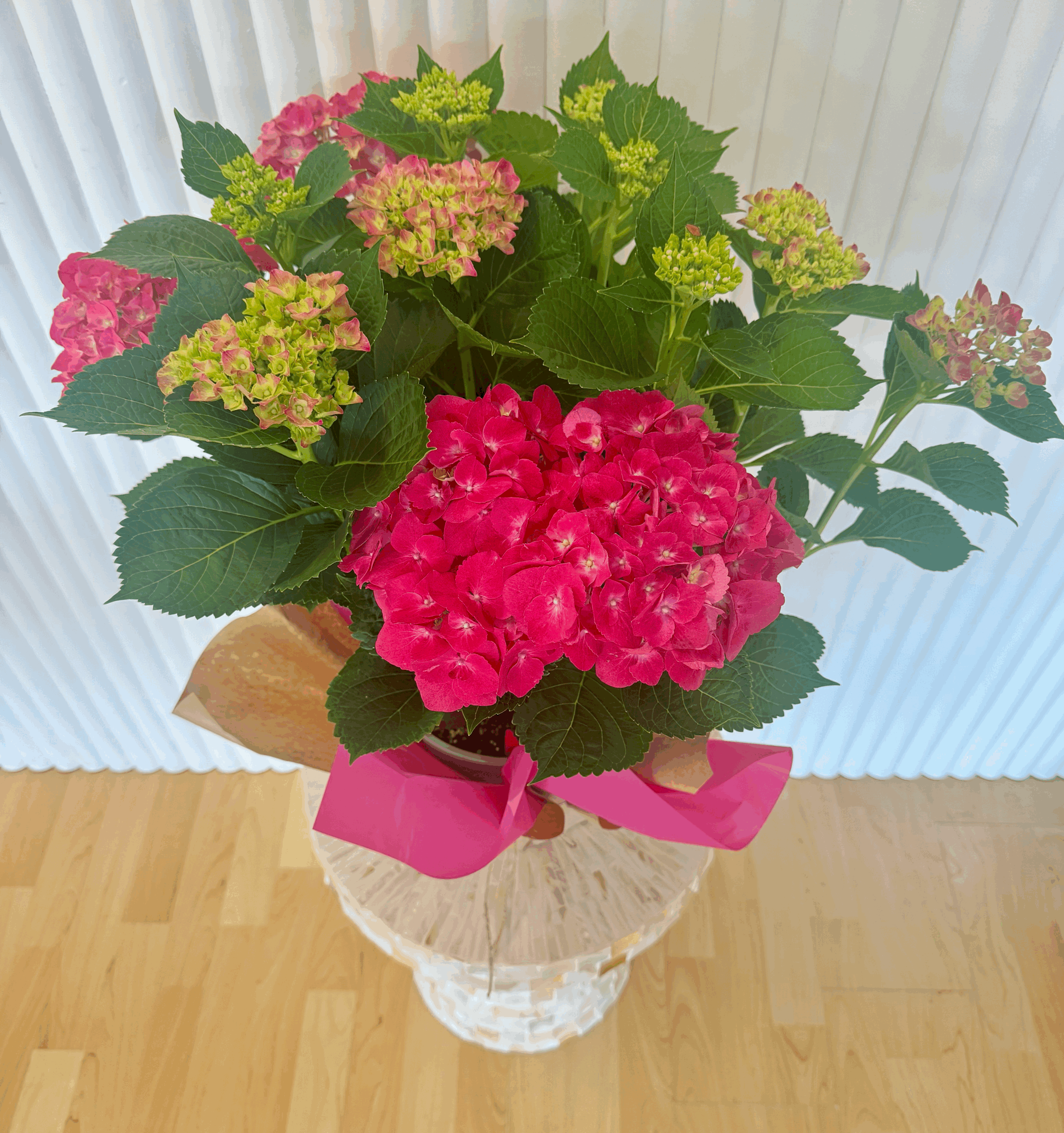 Hydrangea Plant