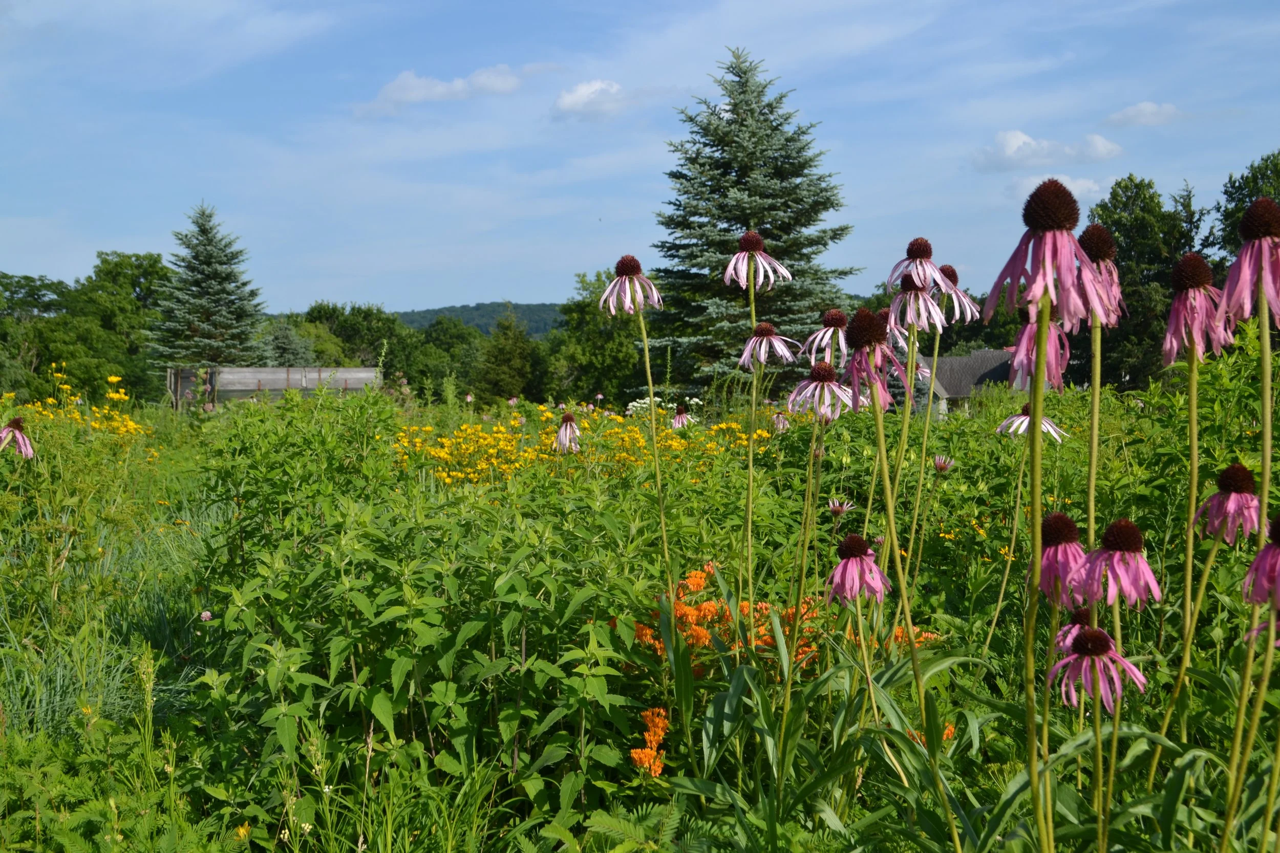 Residential Prairies