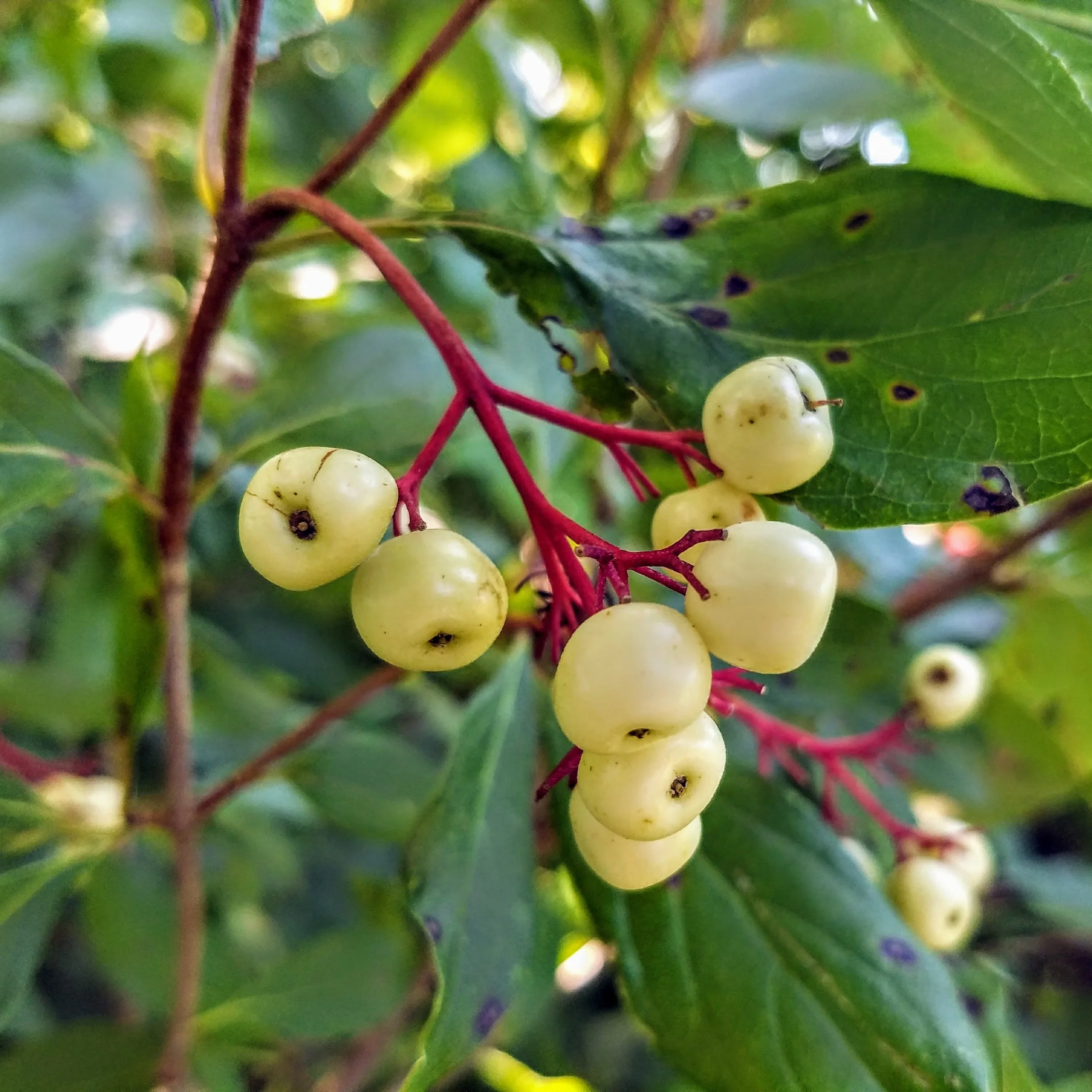 Landscape Design | Native Shrubs