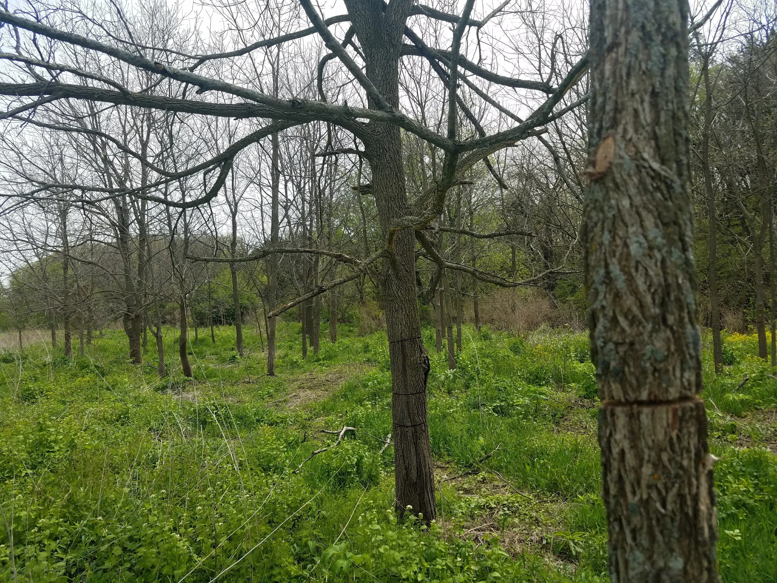 Forestry Management Techniques
