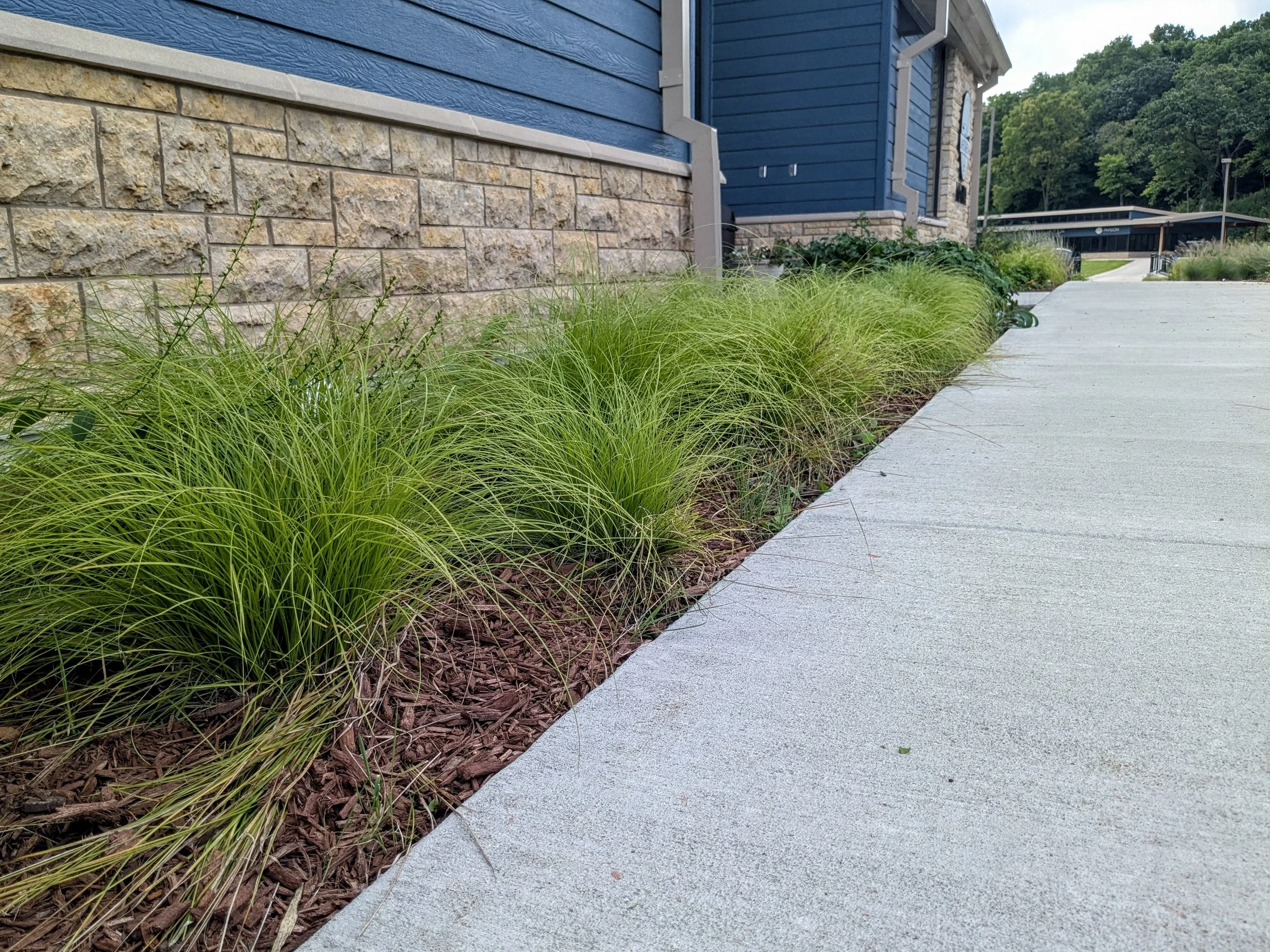 Landscape Design | Sedges