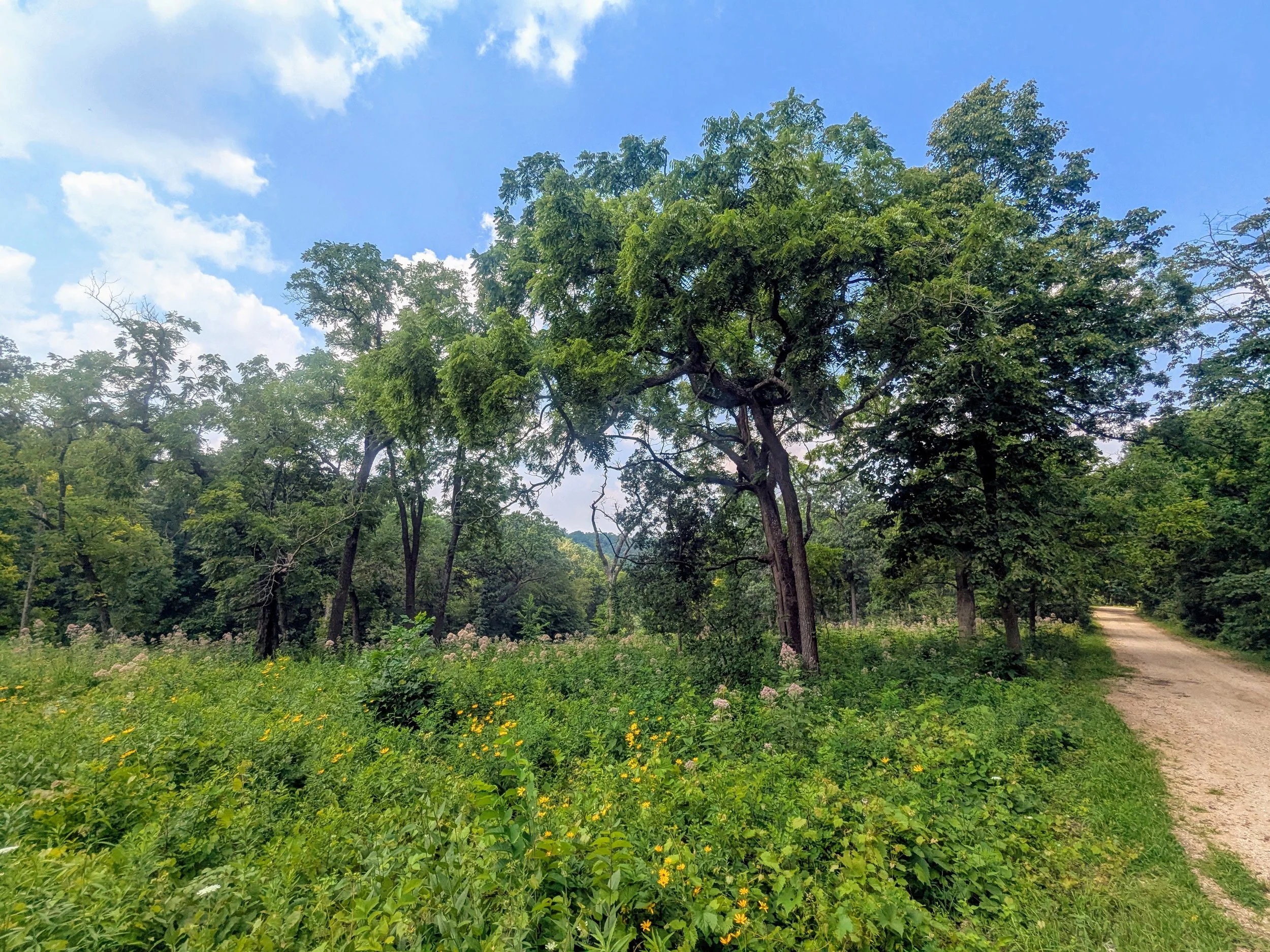 Woodland Restoration