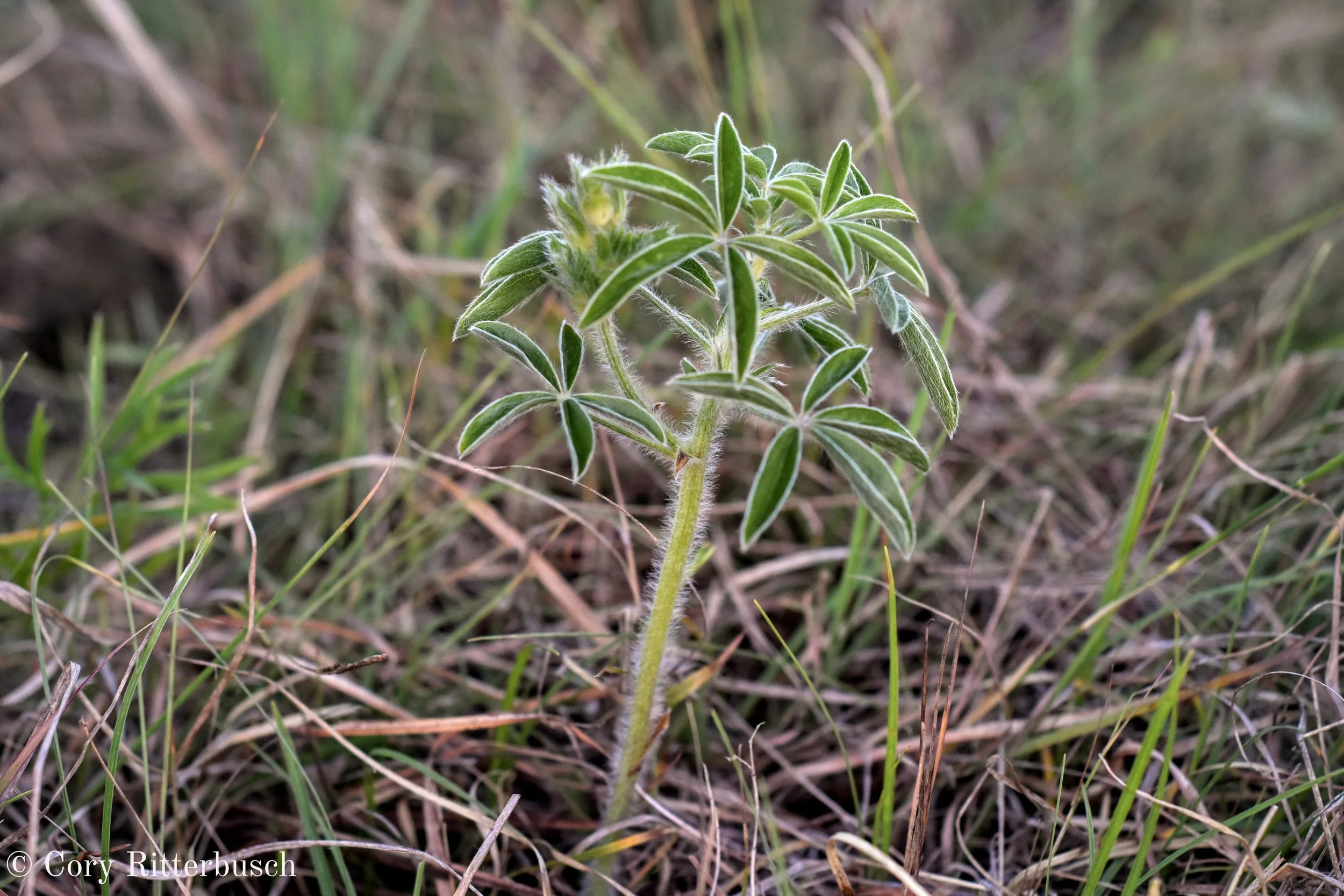 Floristic Quality Assesments